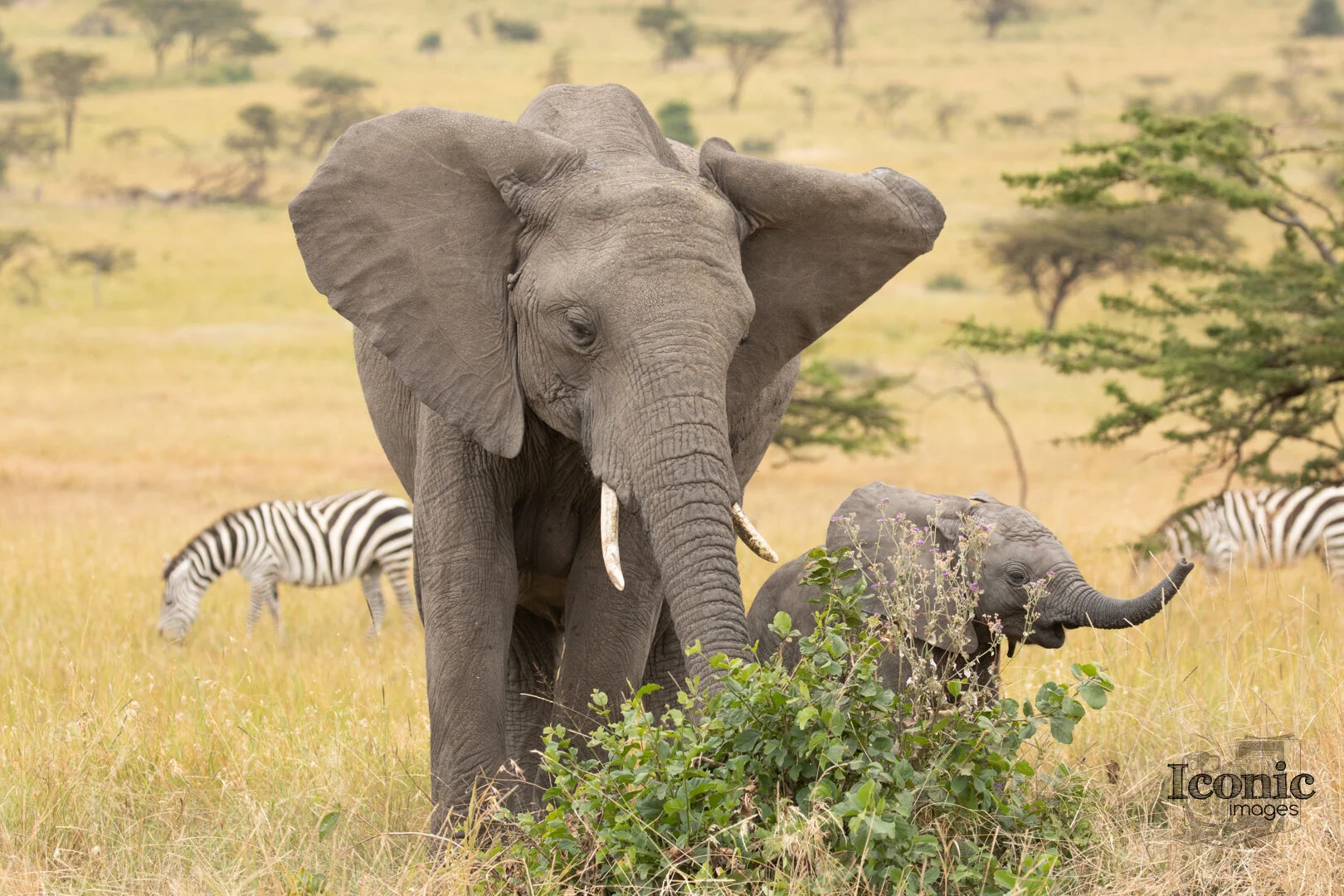 1B7A1439 Web Web.jpg