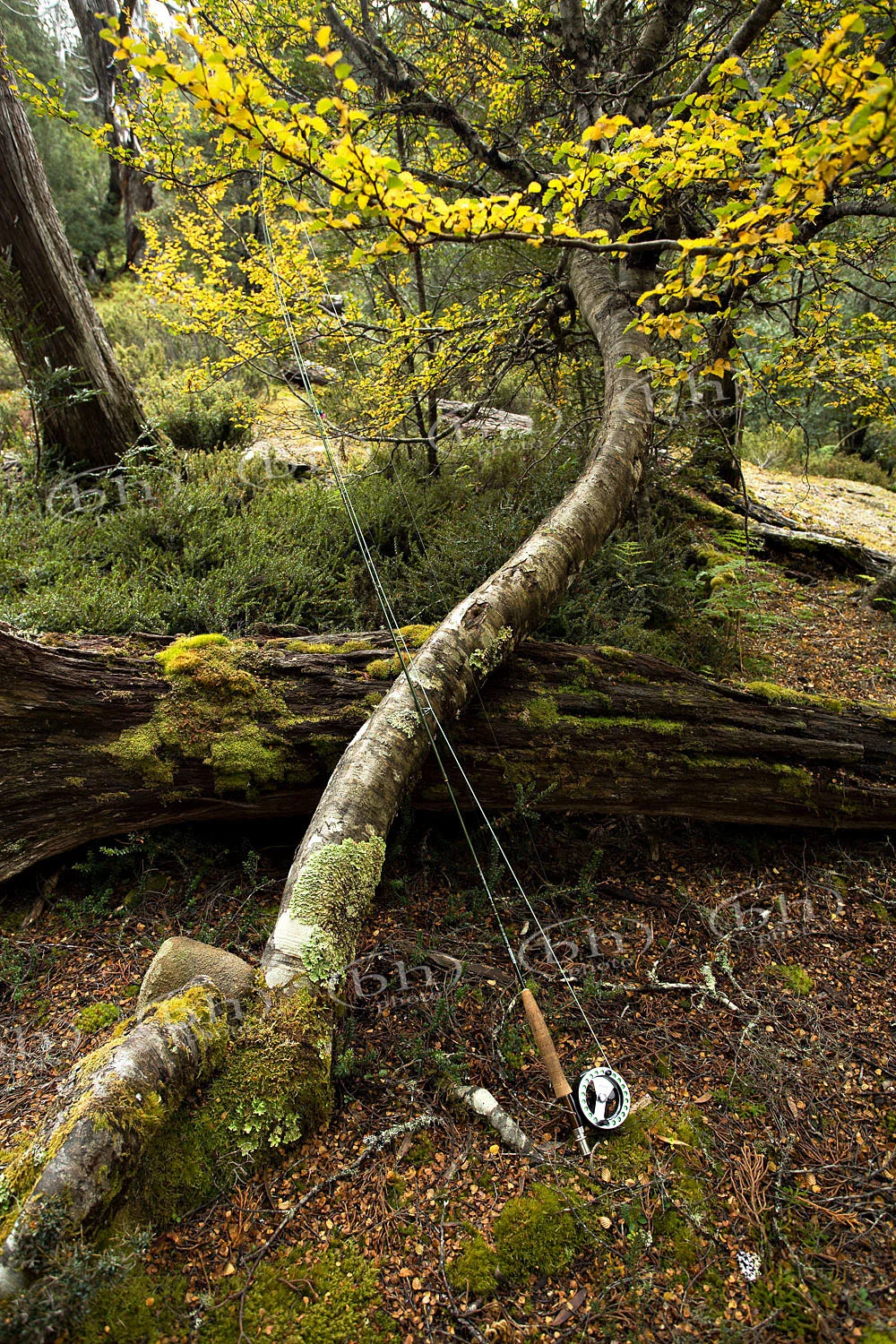Fagus.jpg