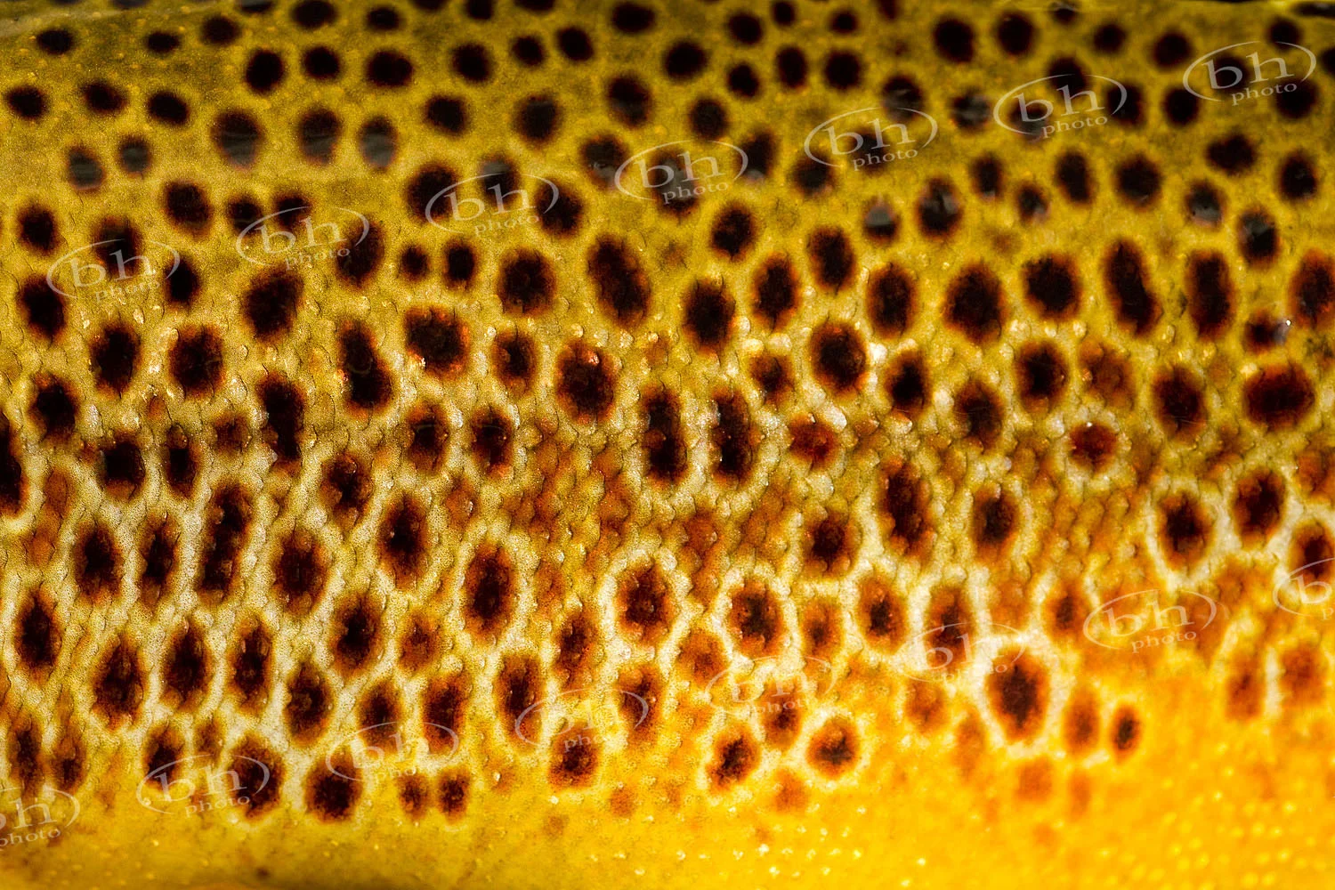 Spots.jpg