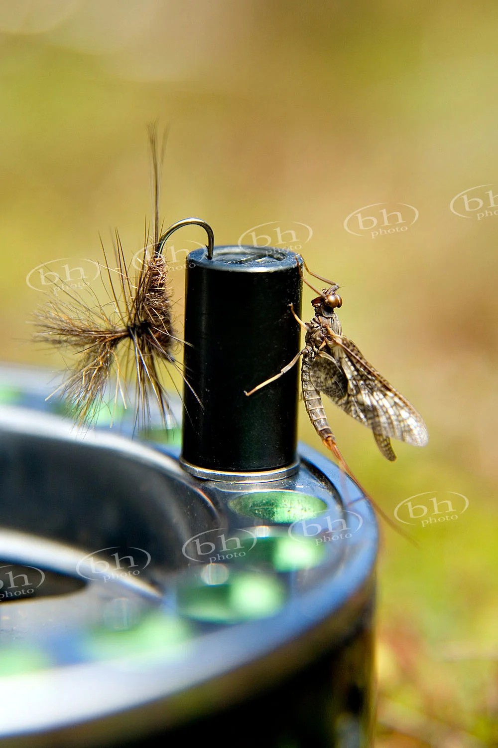 Match_the_Hatch.jpg