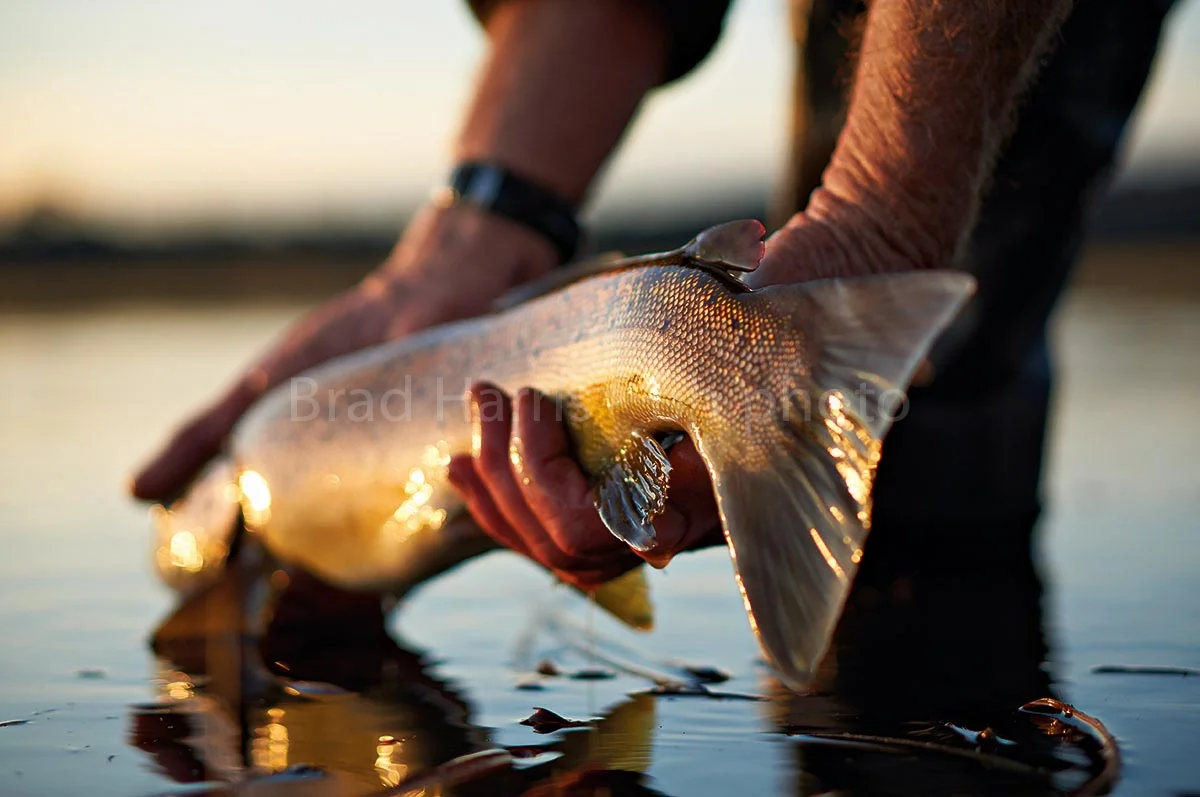 paddletail-bh1981.jpg