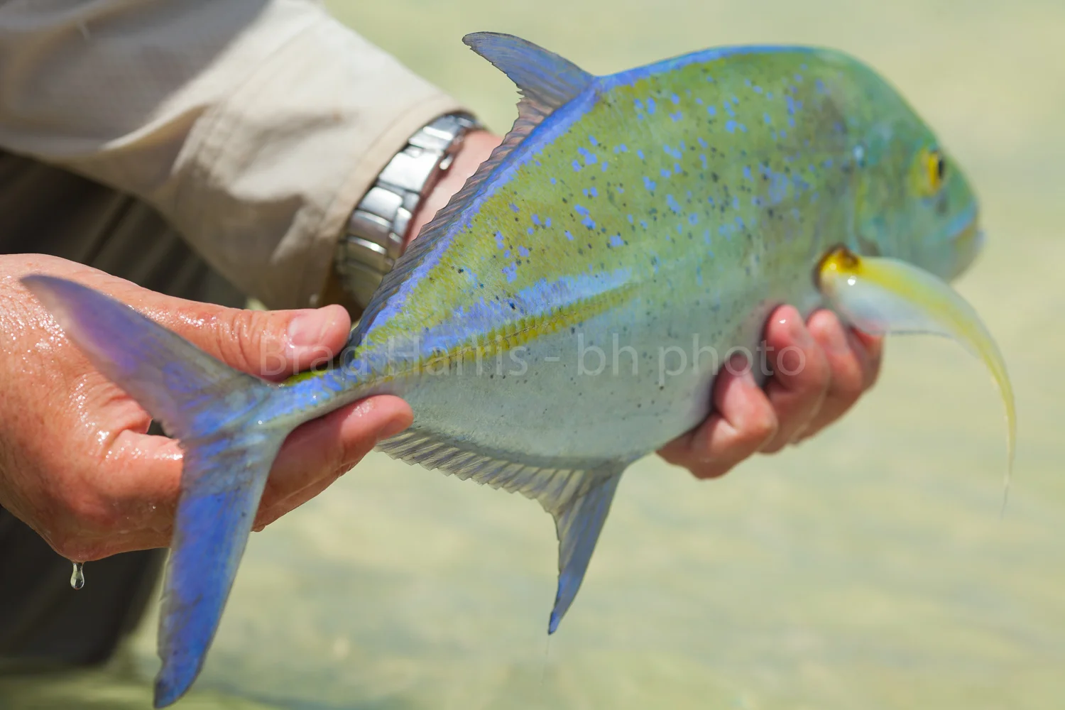 blue-5332.jpg