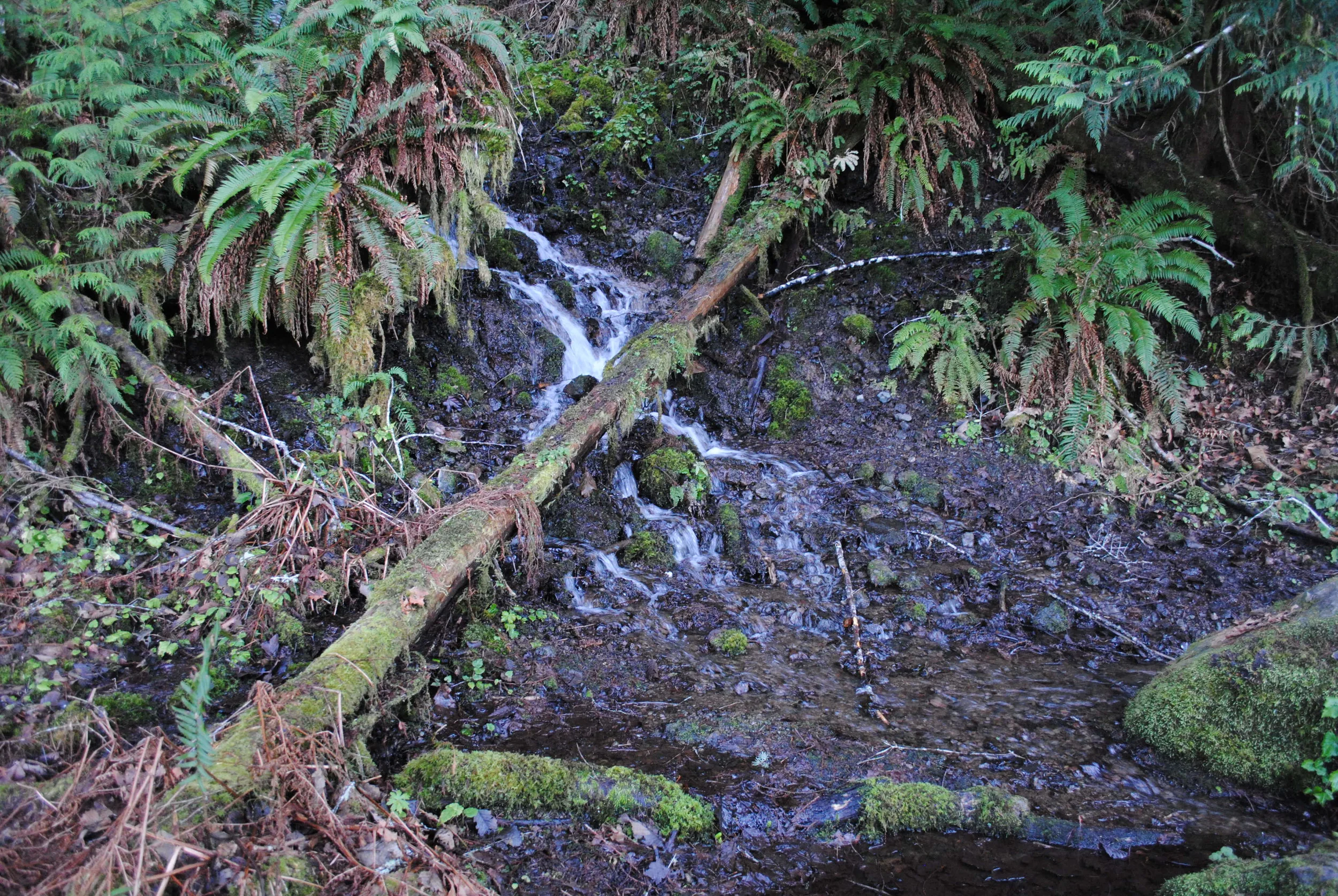 surrounded by nature.jpg