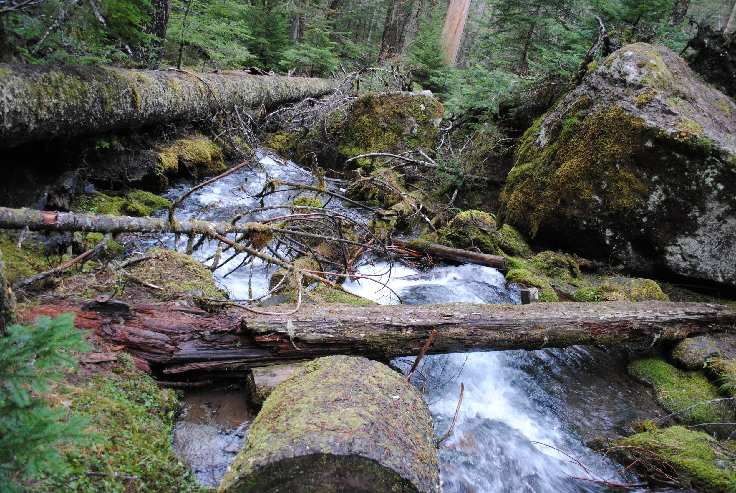 Surrounded by Nature.jpg