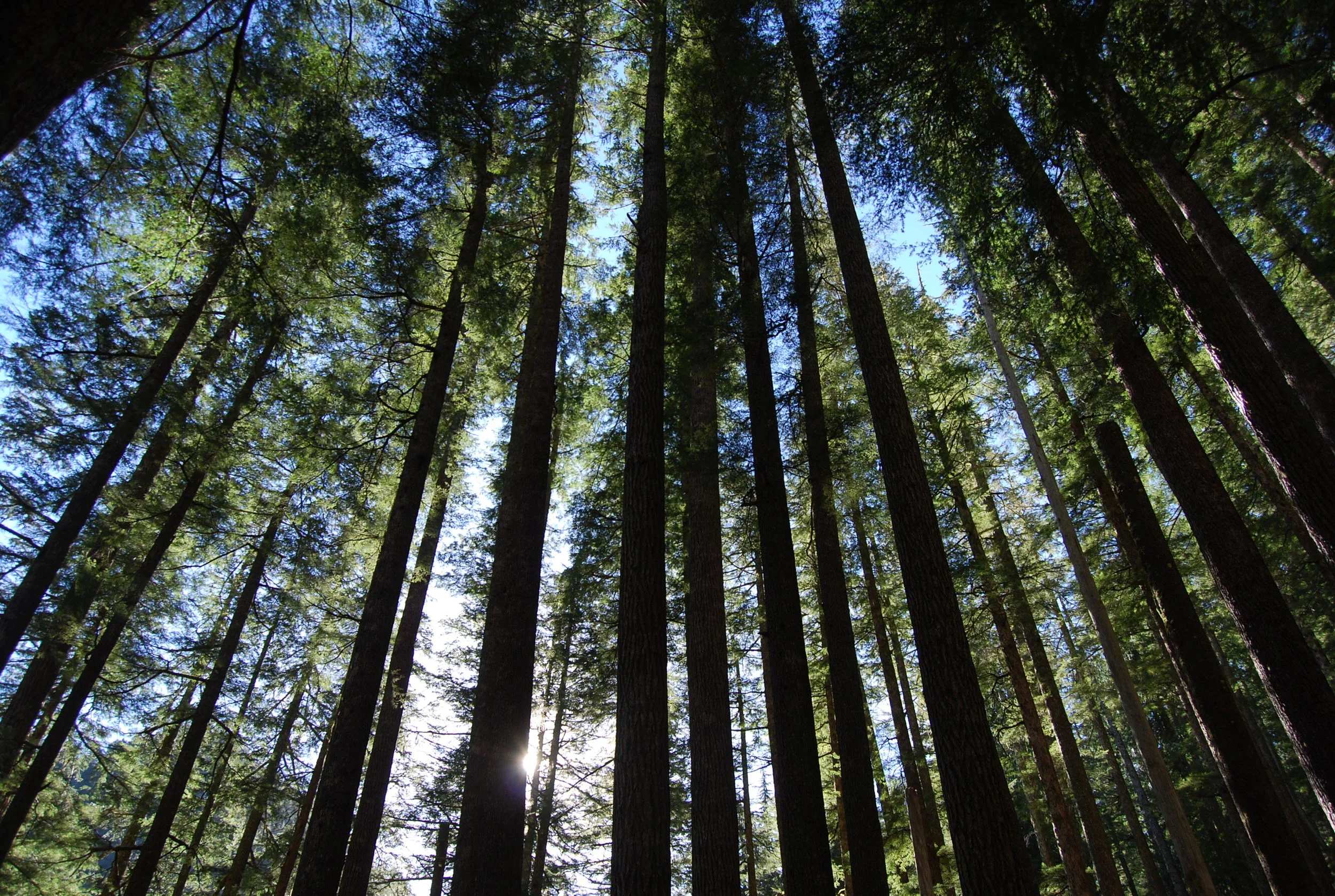 Sol Duc Forest.jpg