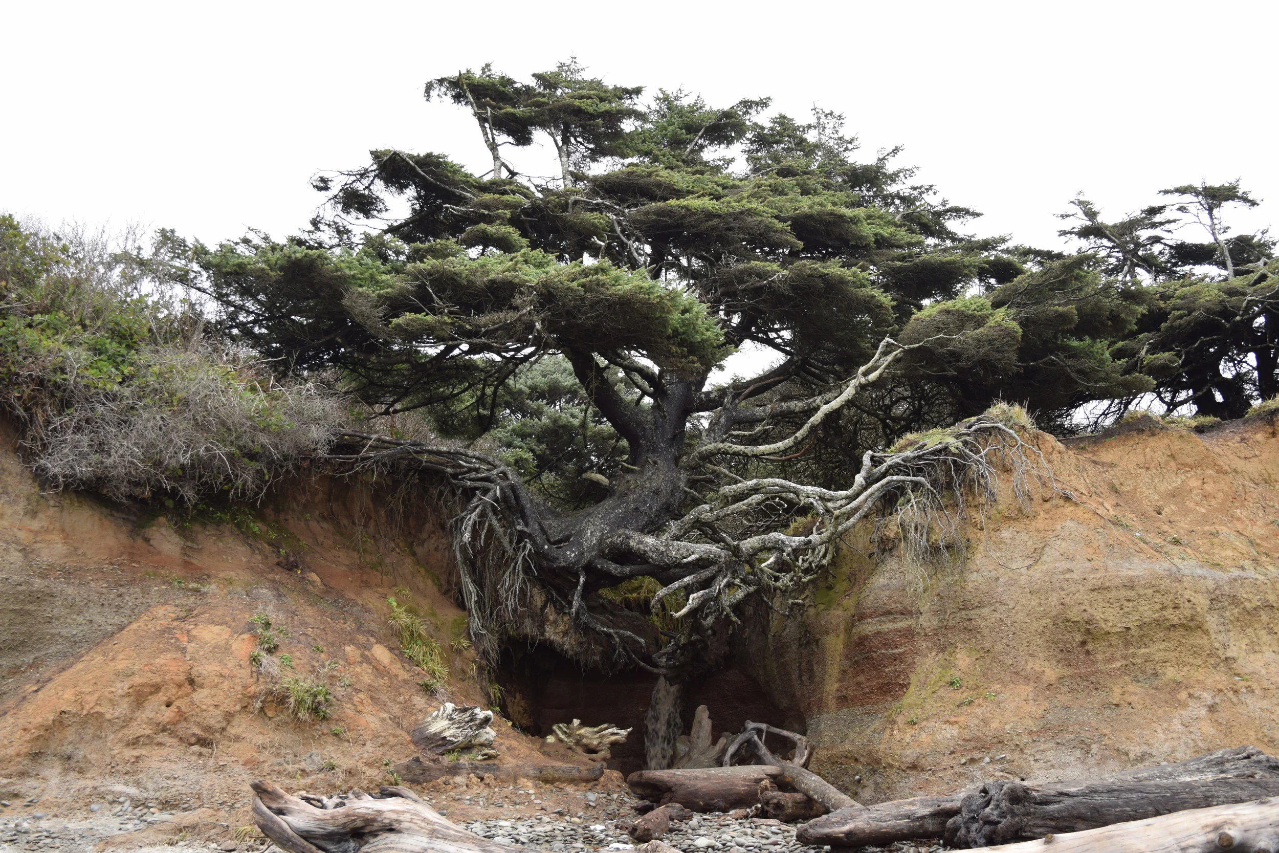 kalaloch3.jpg