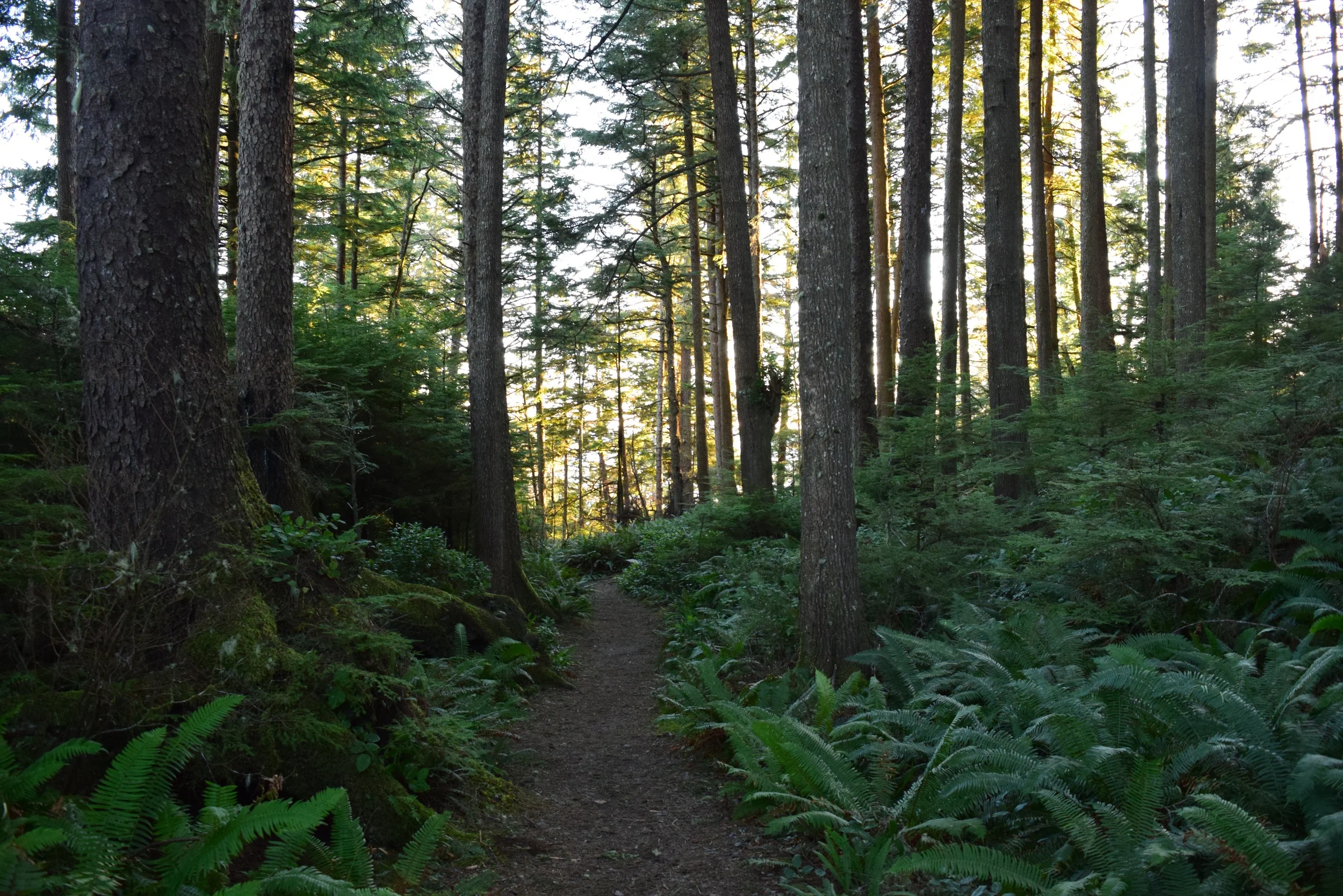 Hike through Forest.jpg