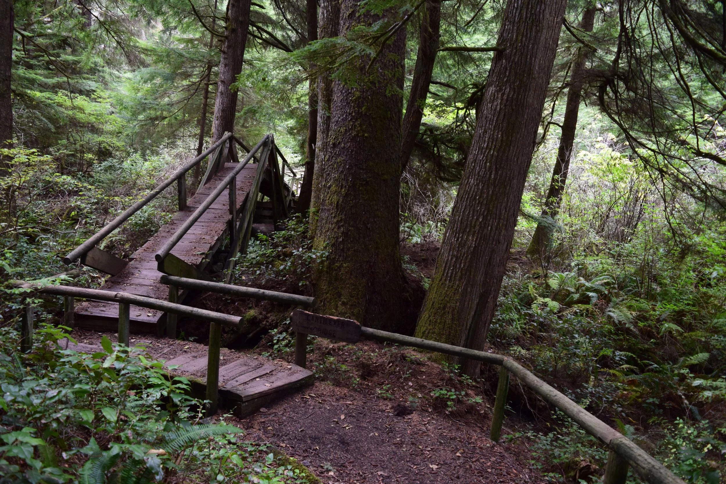 hike through forest.jpg