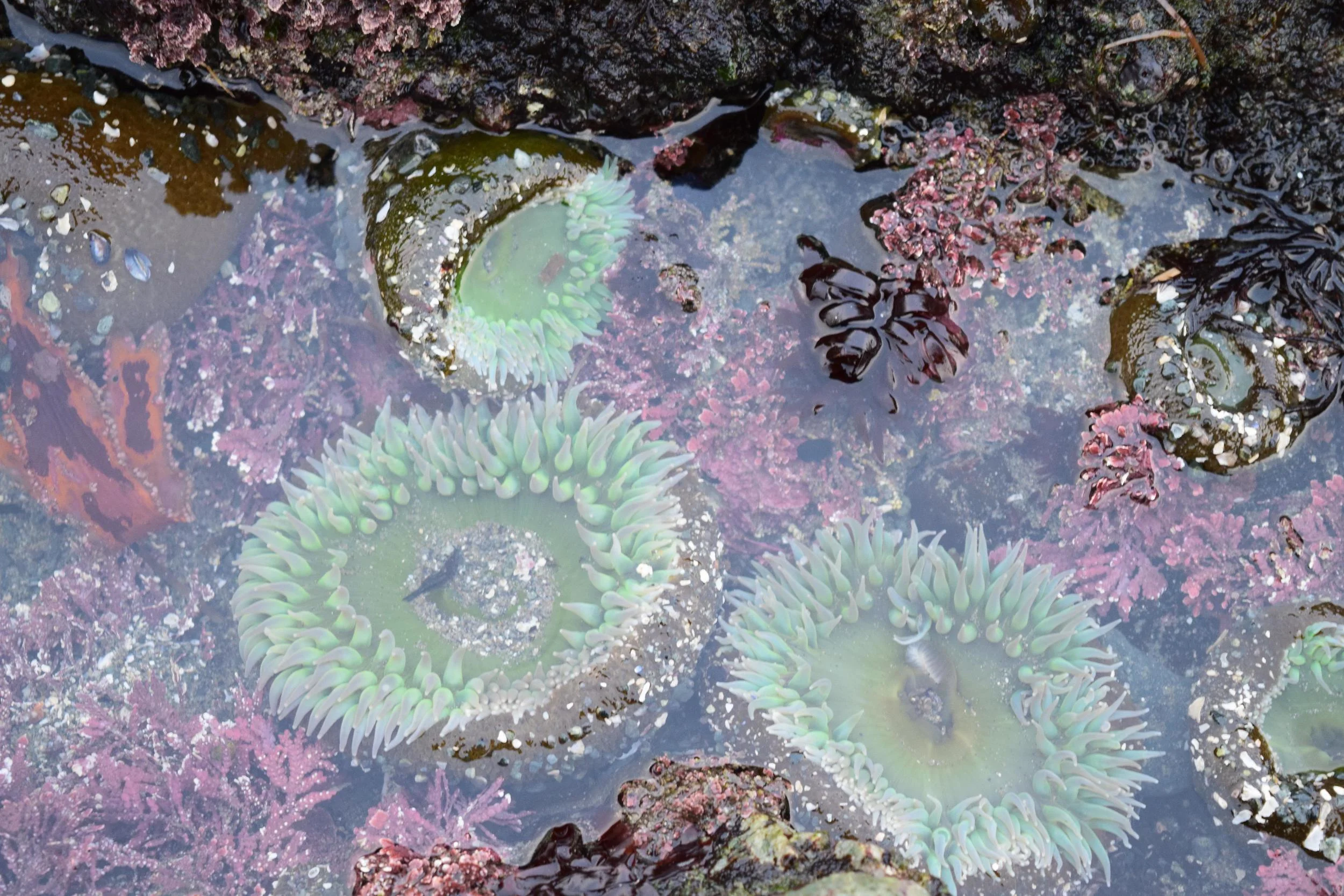 Tide Pools.jpg
