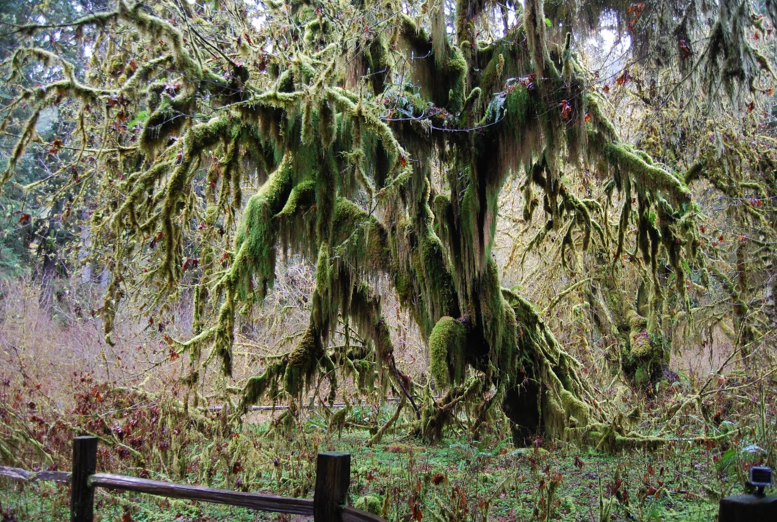Giant Maple.jpg