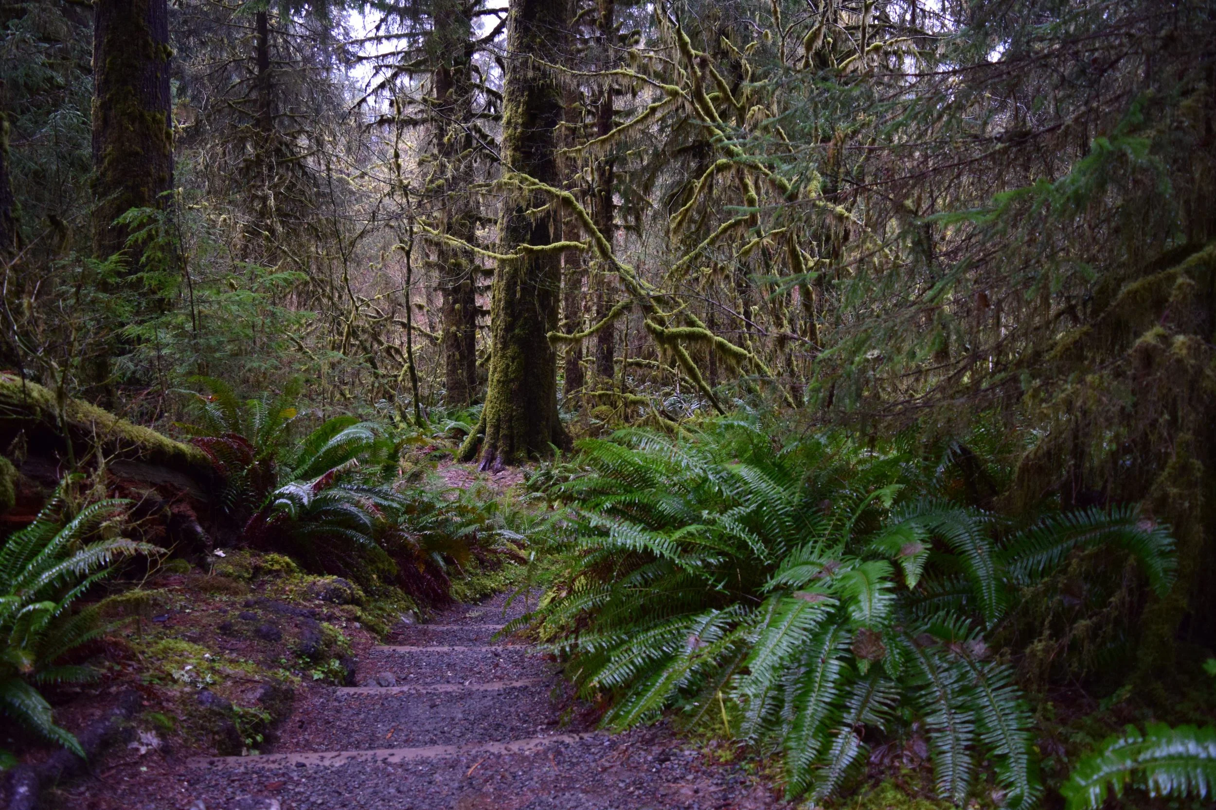Ferns.jpg