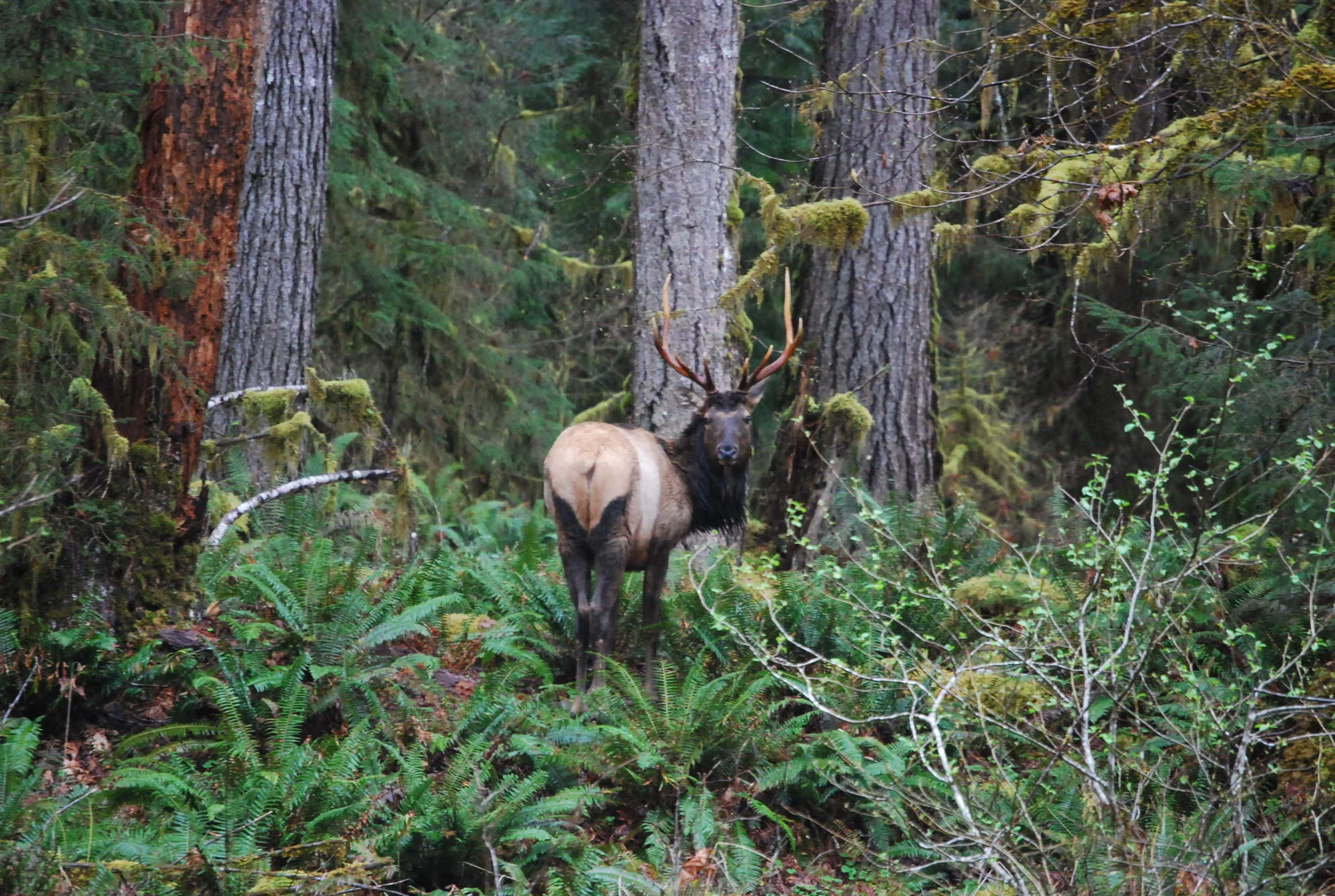 Wildlife.jpg