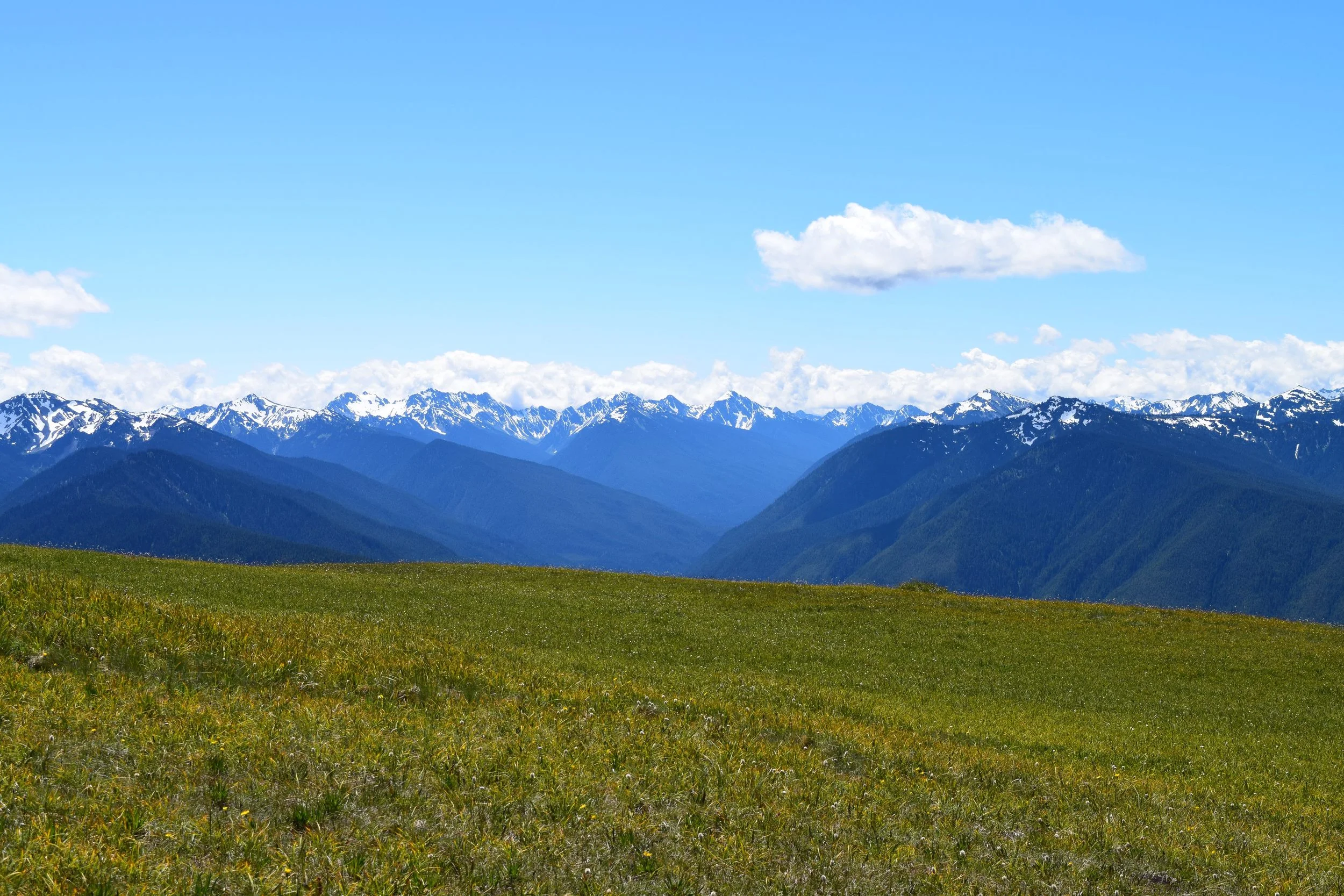 Hurricane Ridge Views.jpg