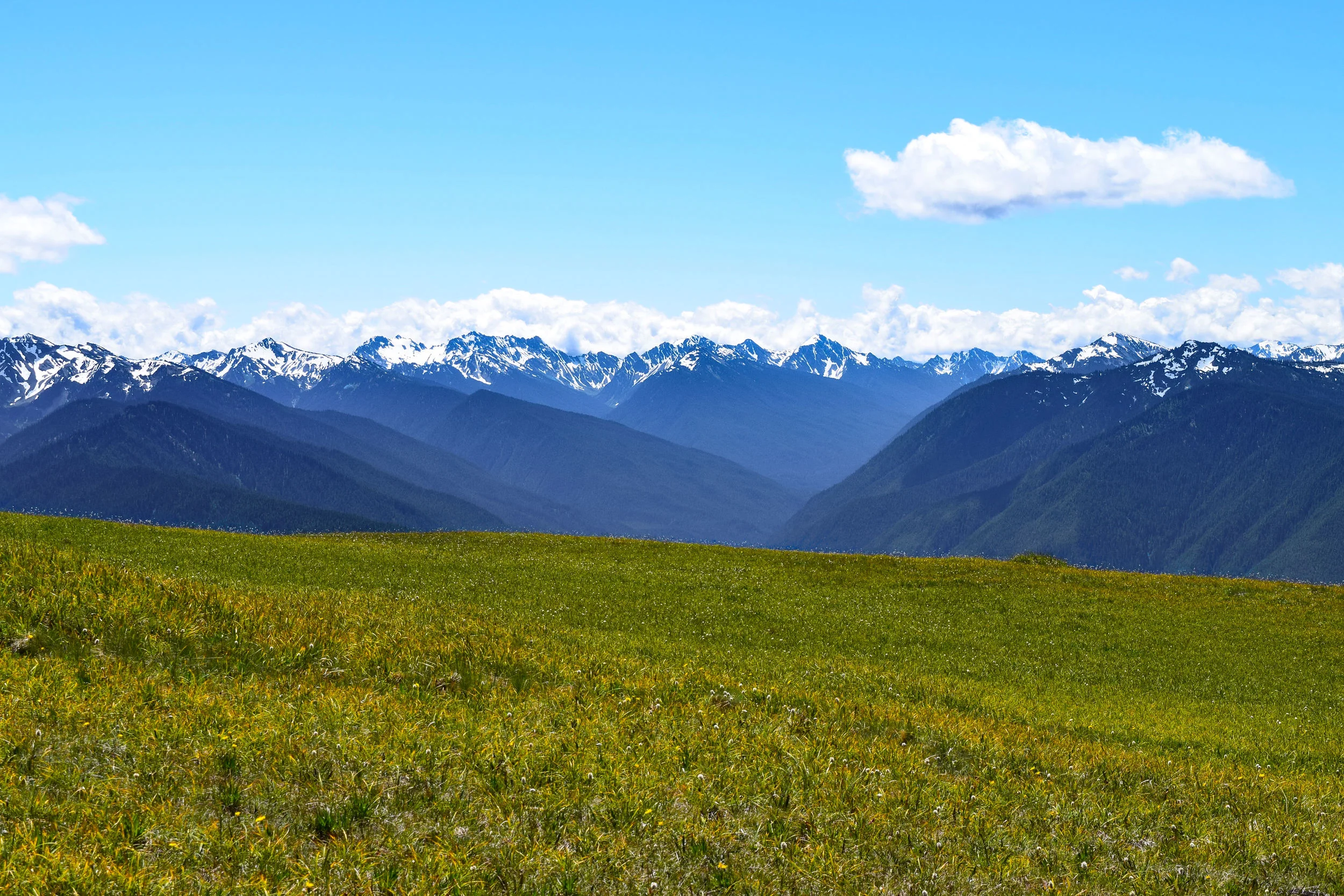 Hurricane Ridge, Olympic Mountains.jpg