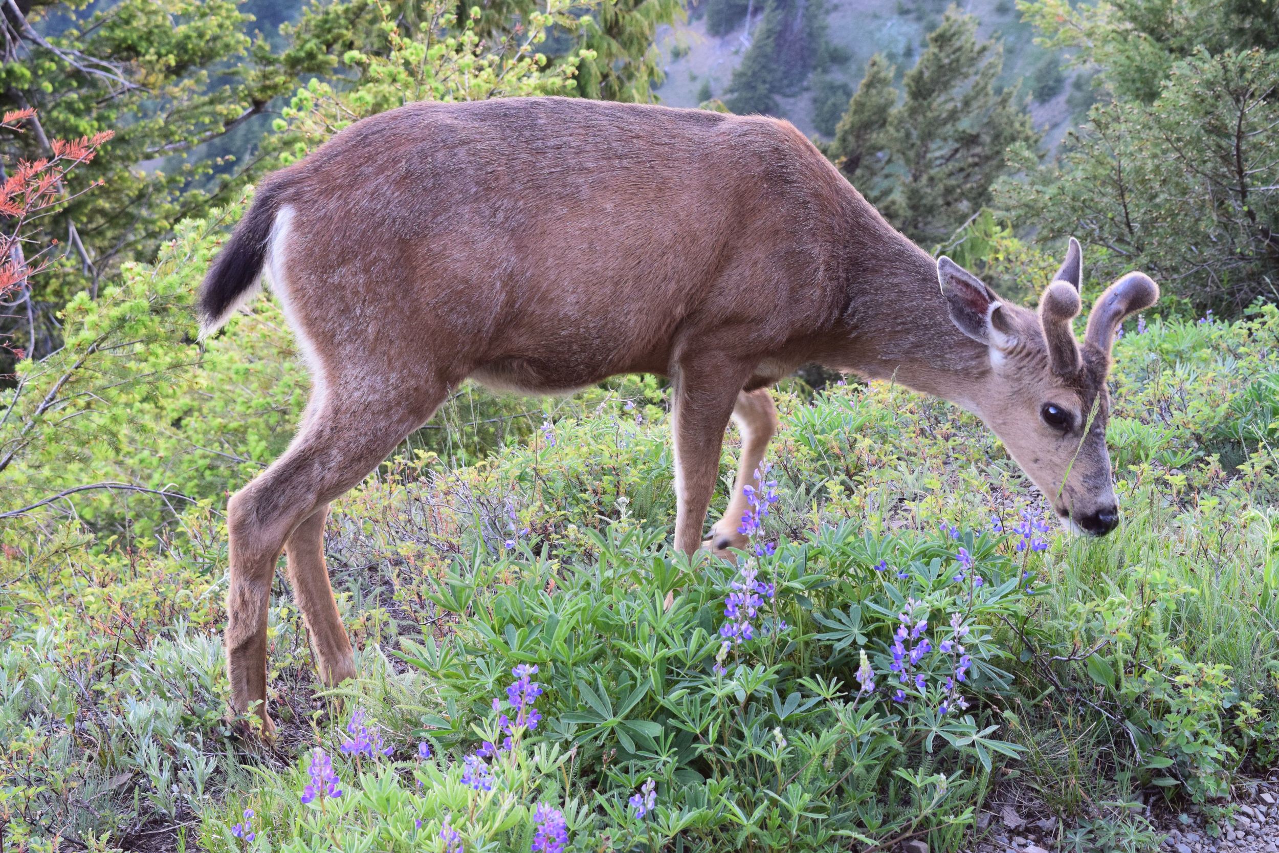 Hurricane Ridge Tour: Wildlife atop the Ridge