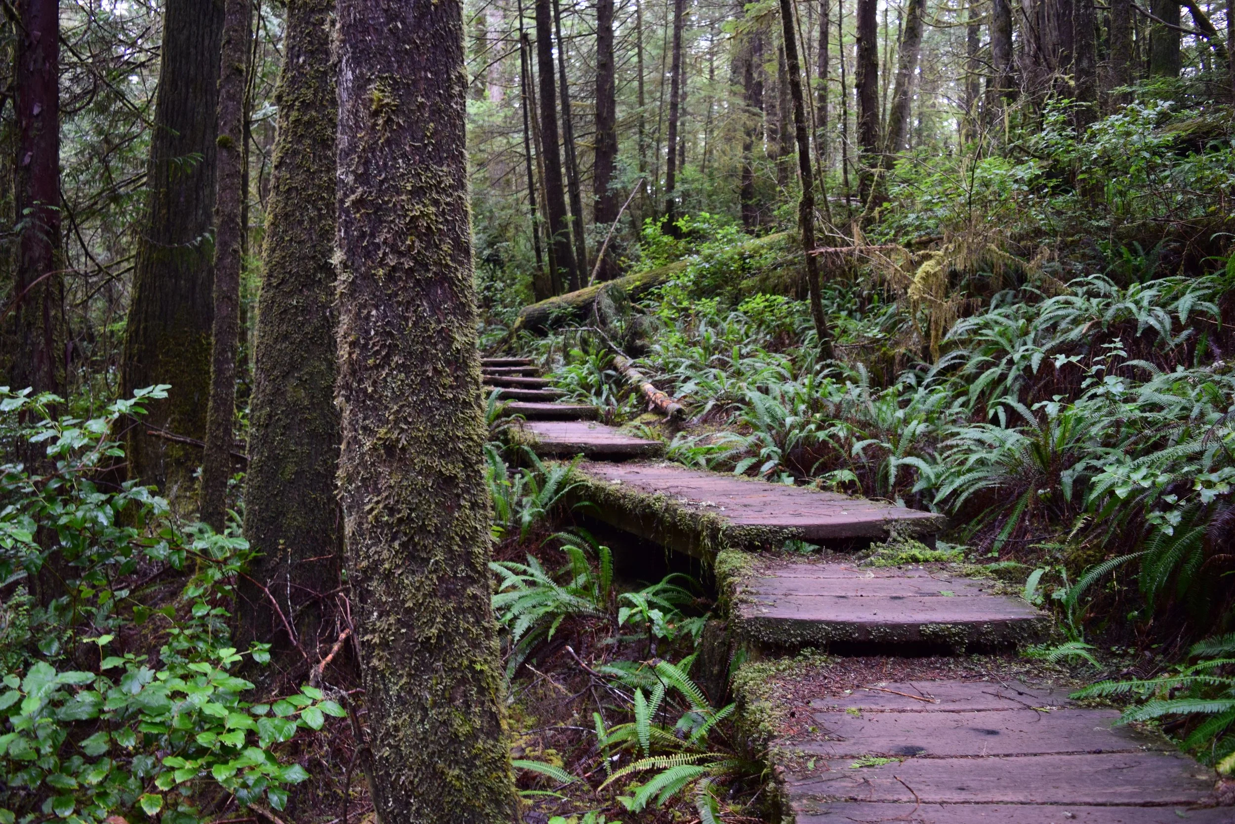 Ozette Boardwalks.jpg