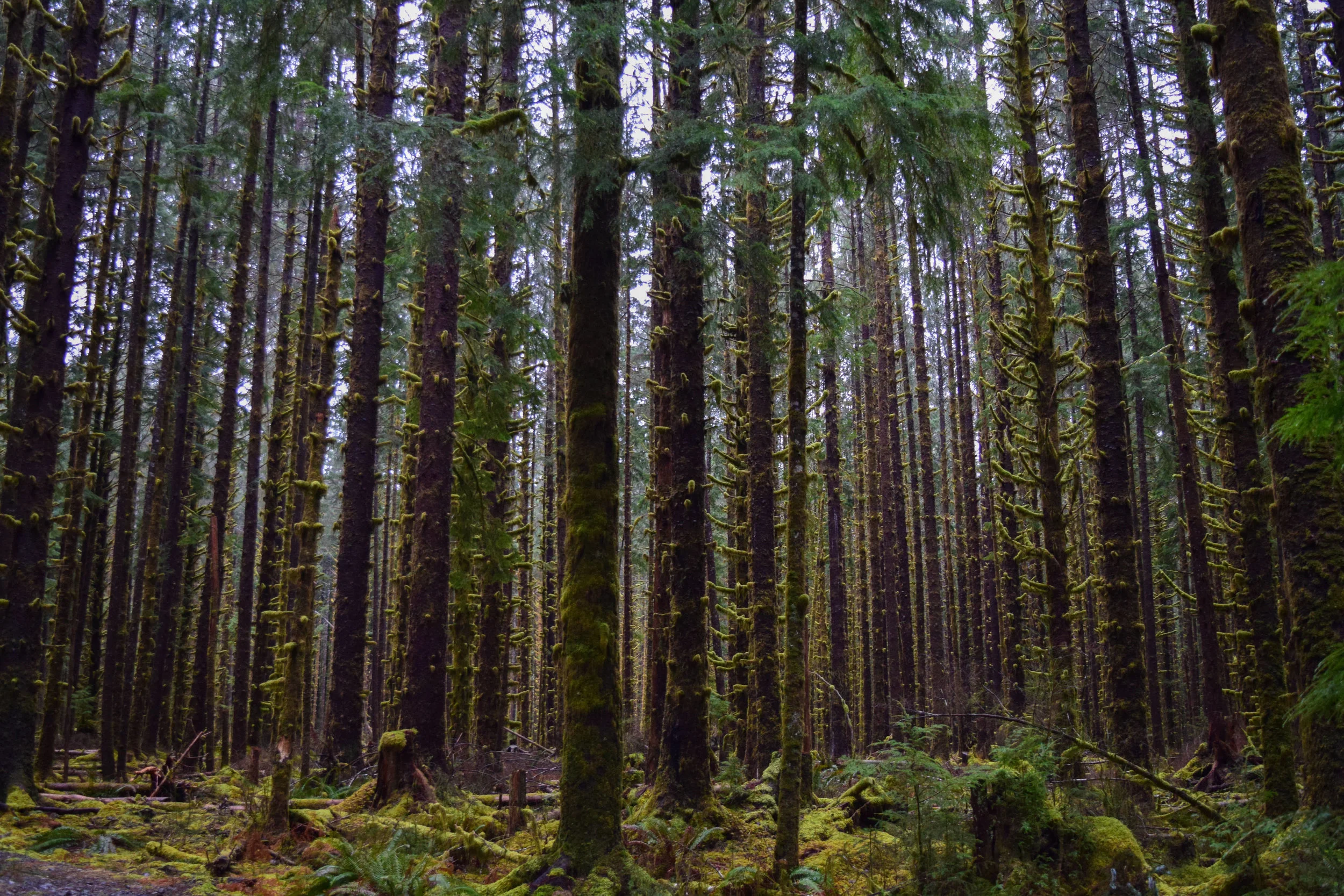 B - Hoh Rain Forest.jpg