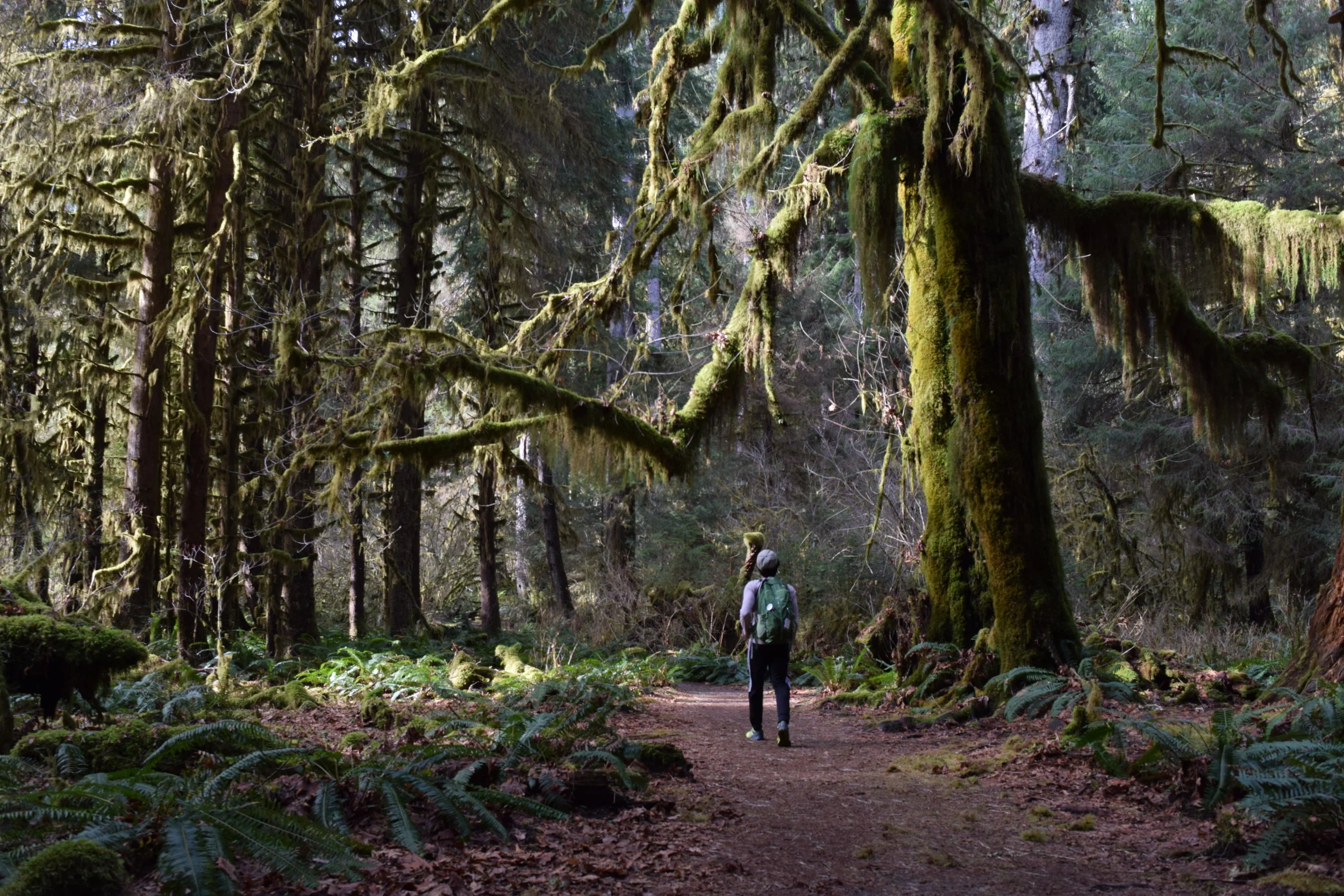 Hiking the Hall of Mosses.jpg