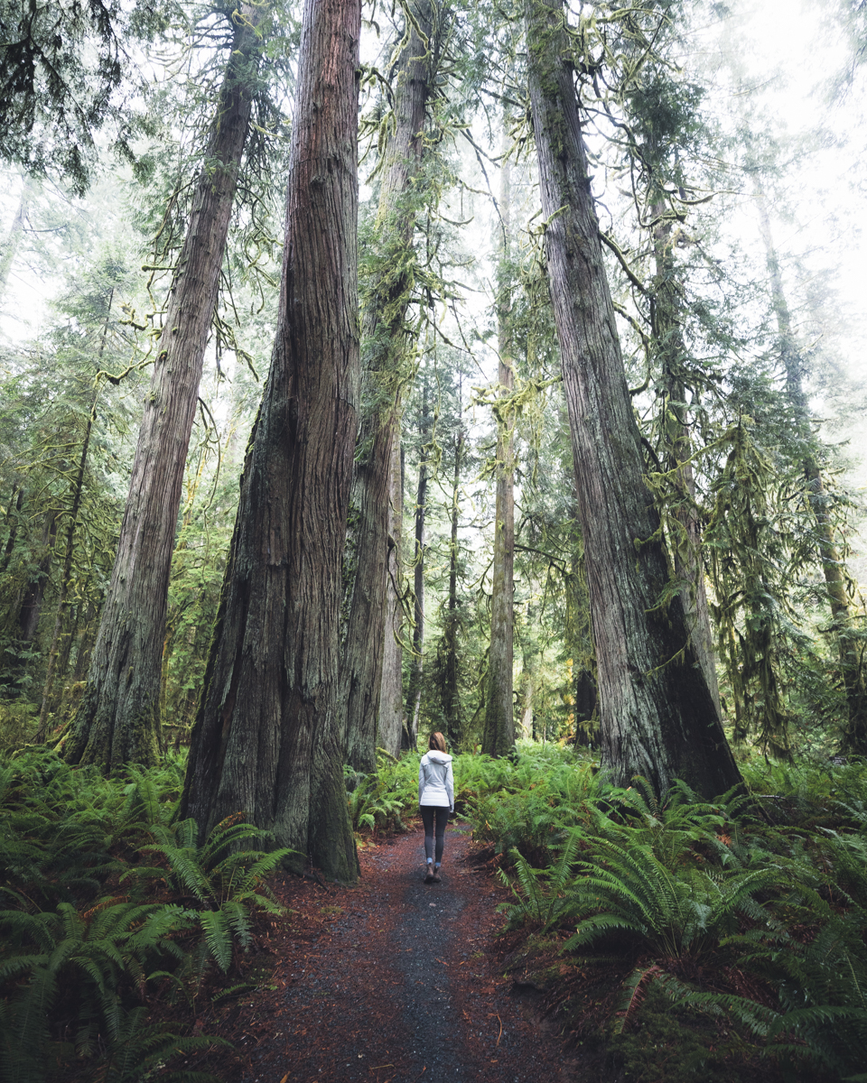 Lake Crescent Forest