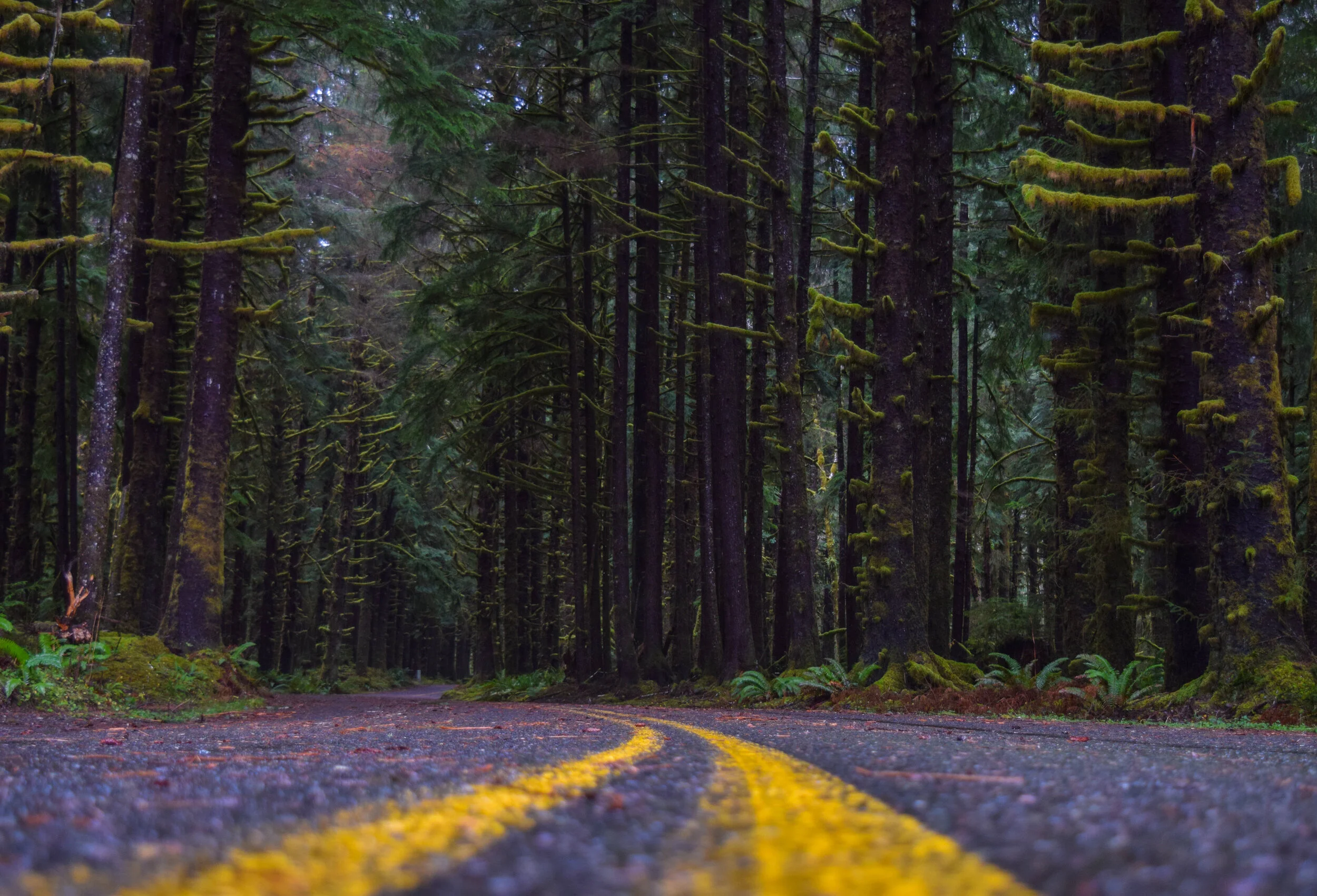Hoh Rain Forest 09-26.jpg