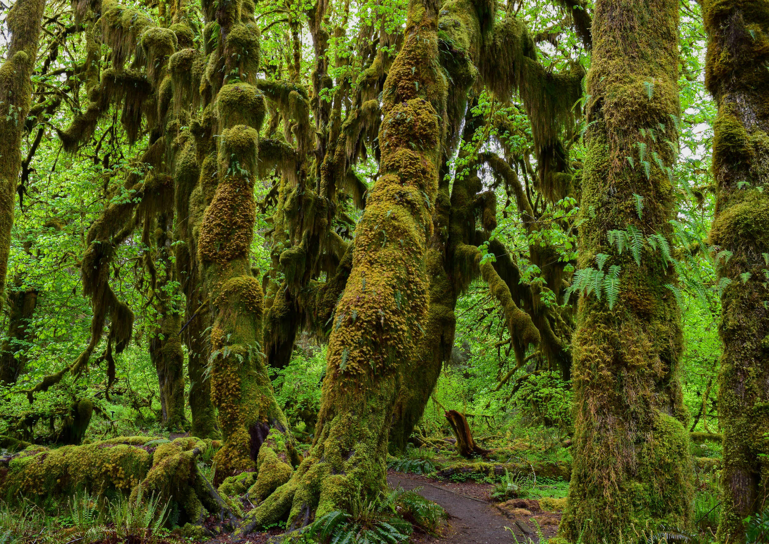   Hoh Rain Forest   8-9 Hour Guided Tour in Olympic National Park 