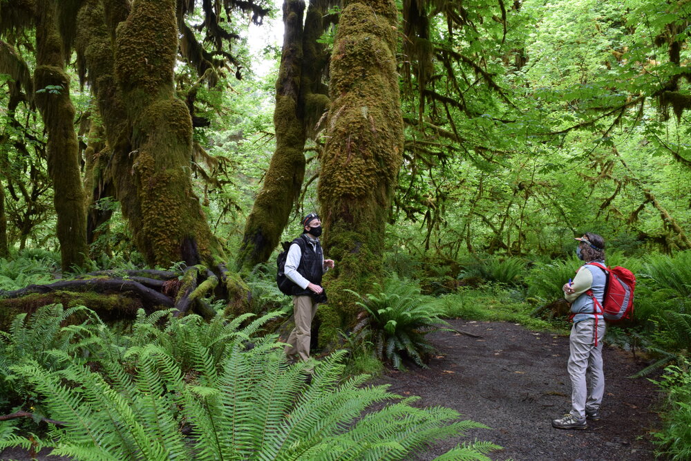 Guiding at the Hoh Rain Forest