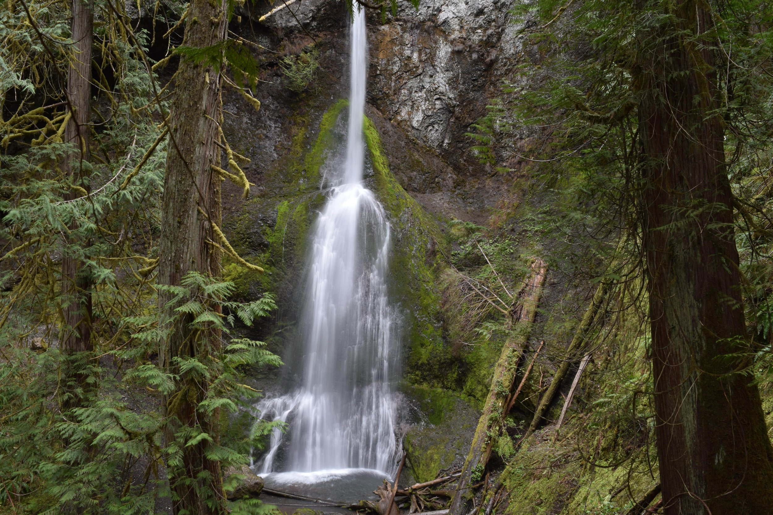   Marymere Falls   Half Day Guided Tour in Olympic National Park 