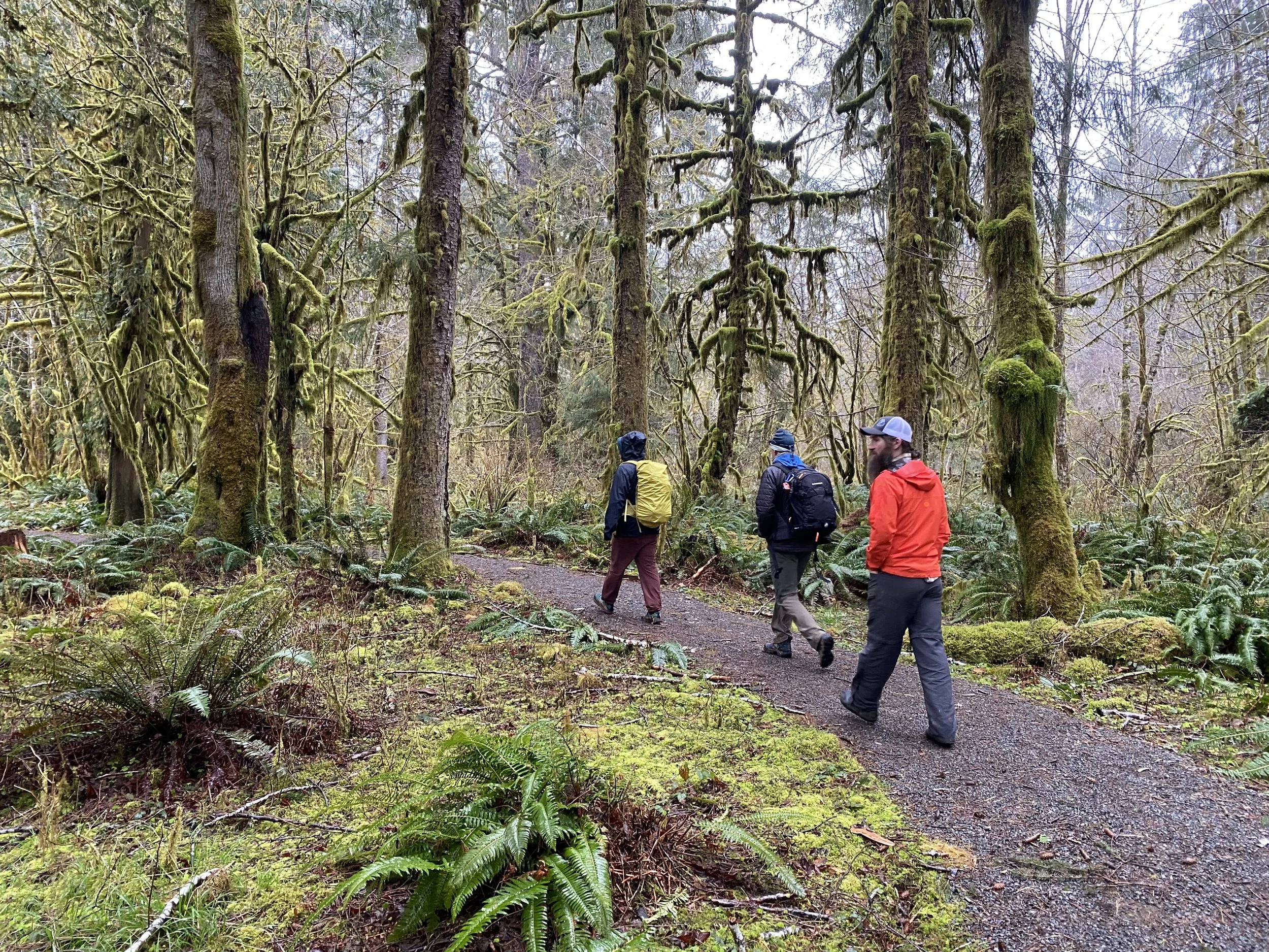 Quinault Rain Forest.jpeg
