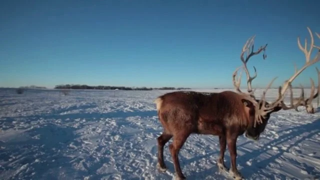 Gap Project Reindeer