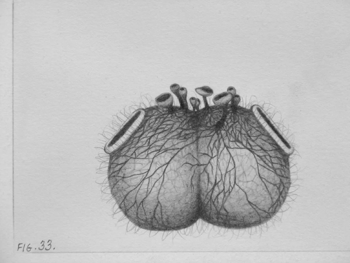 Amber Stucke