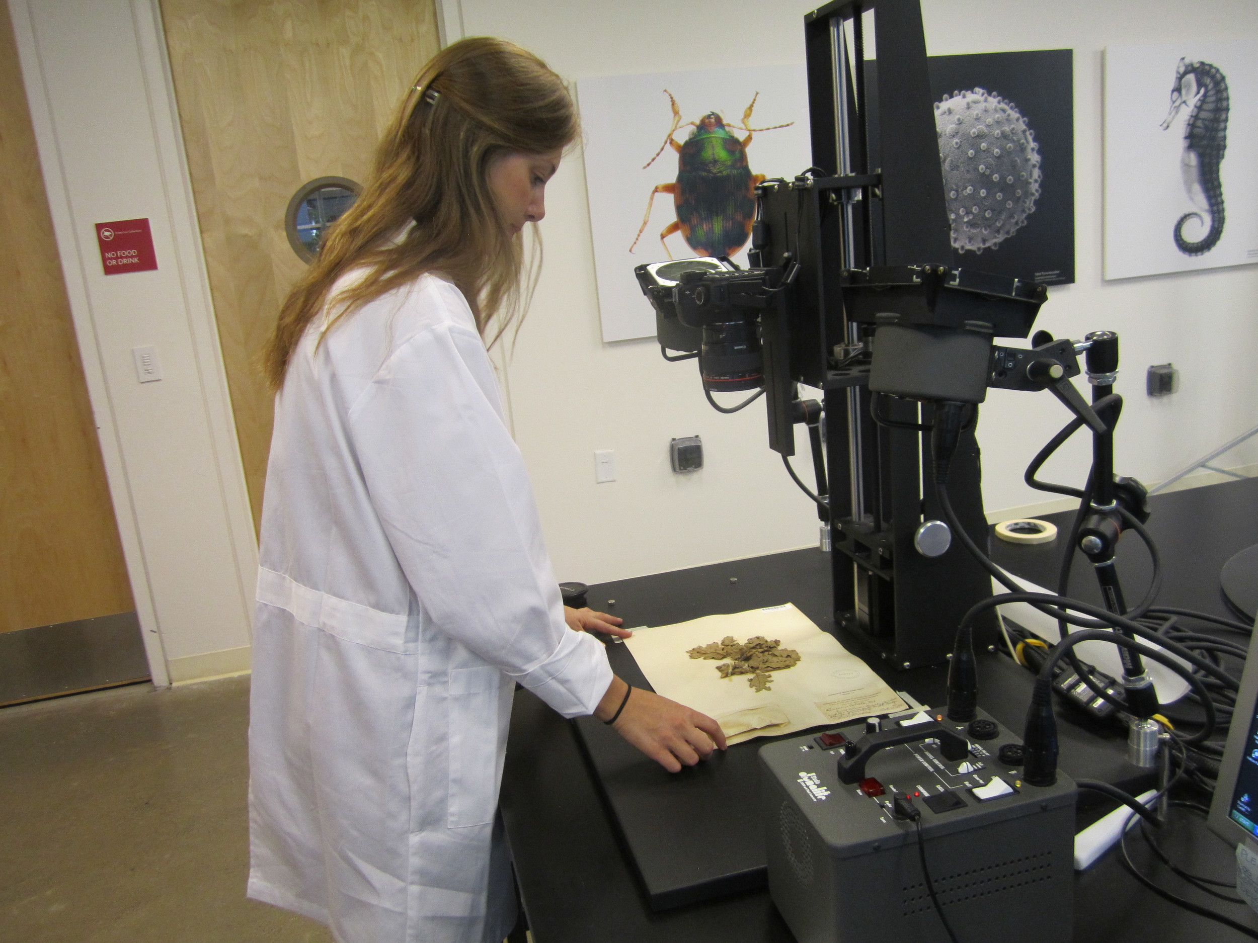  Kat Collaco digitized&nbsp;Valley Oak herbarium sheets from the California Academy of Science's collections to be used in the production. 