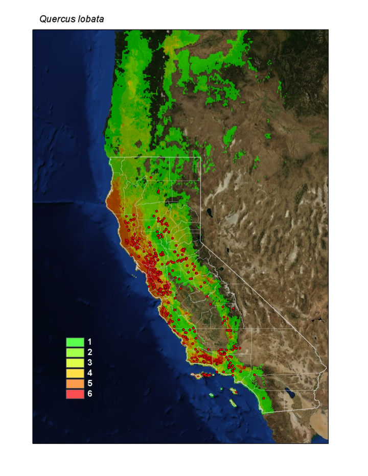  We worked with Dr. Healy Hamilton and her lab in the Center for Applied Biodiversity Informatics at the Academy to produce maps of the projected range of Valley Oaks under 2 greenhouse gas emissions scenarios and to identify suitable areas for&nbsp;
