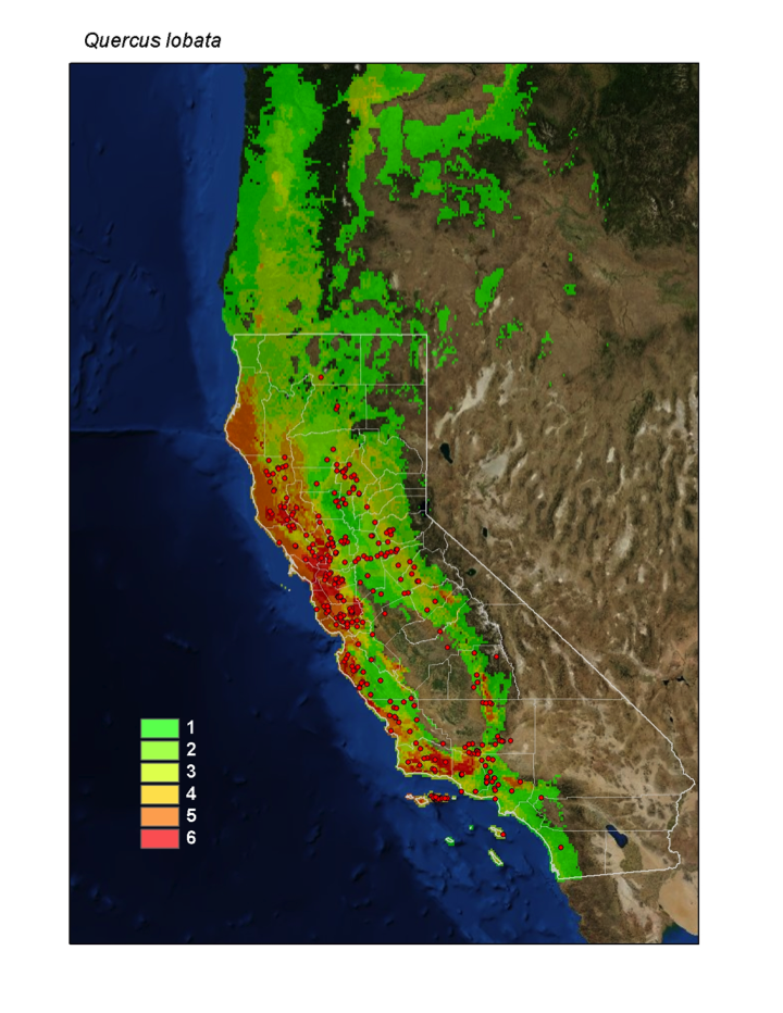 We worked with Dr. Healy Hamilton and her lab in the Center for Applied Biodiversity Informatics at the Academy to produce maps of the projected range of Valley Oaks under 2 greenhouse gas emissions scenarios and to identify suitable areas for re-oaking efforts.