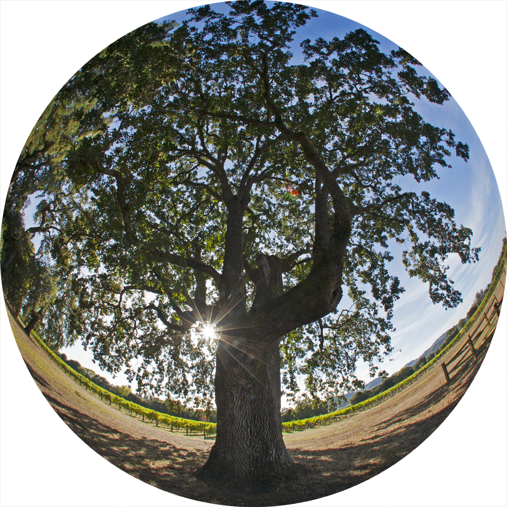  Trees have long symbolized the interconnectedness of all life on Earth.&nbsp;Photo:&nbsp;Tim Horn. 