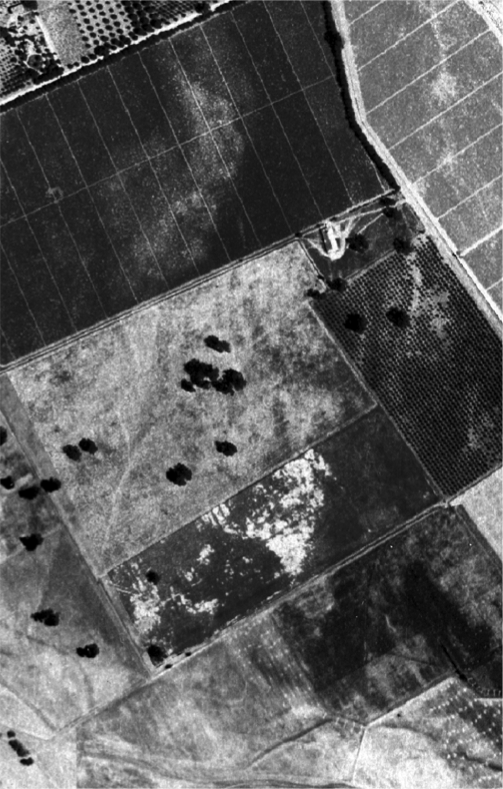 We zoom ahead in time and examine a 1942 aerial photograph of a farm in the Napa Valley, noticing a few oaks.