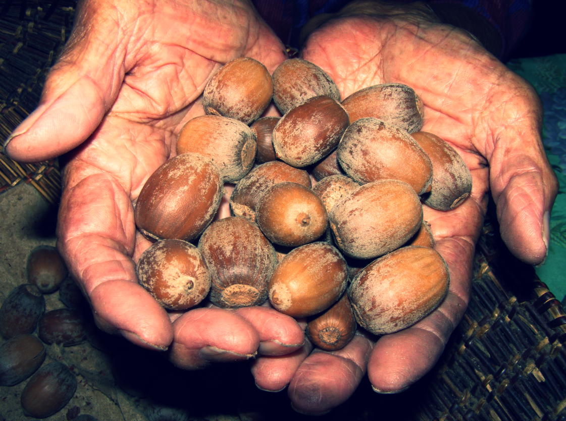  Valley Oaks provided essential resources for California native peoples and continue today.&nbsp;Photo: M. Kat Anderson 