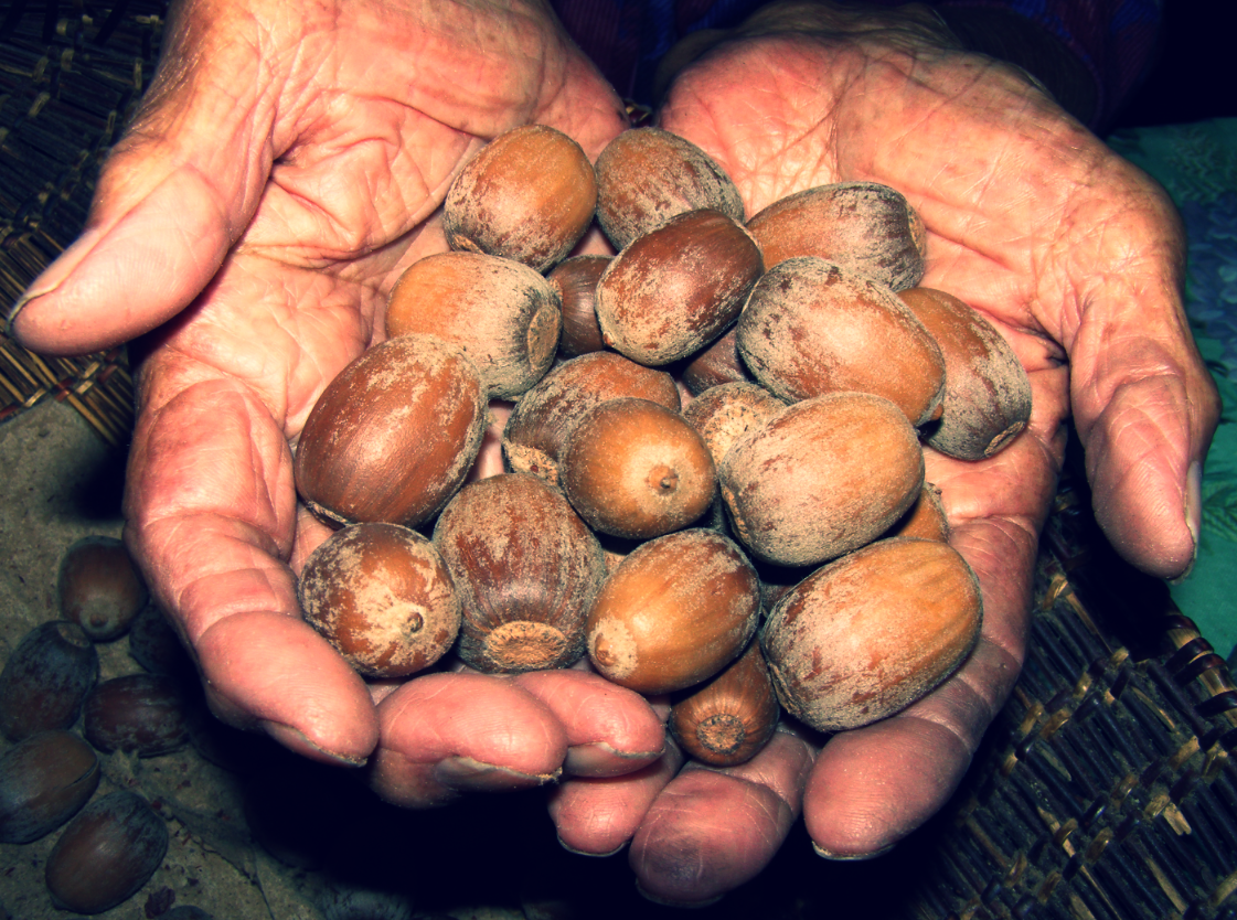 Valley Oaks provided essential resources for California native peoples and continue today. Photo: M. Kat Anderson