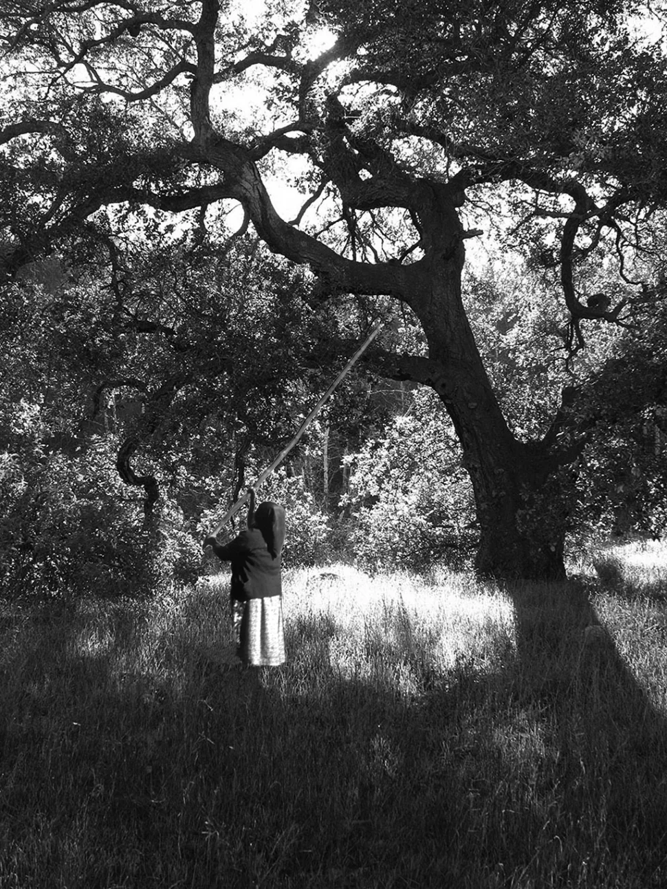 Groves of Valley Oaks were tended to by native families over generations, influencing entire ecosystems.