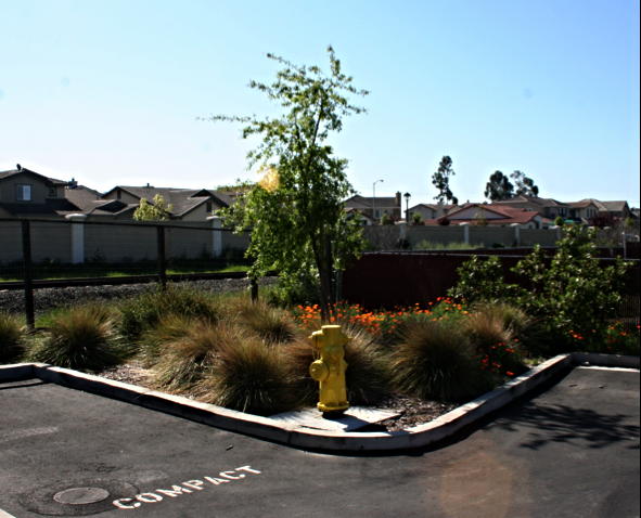 Today, regional planners in Napa County consider "re-oaking" as a strategy to bring oaks back into developed areas.
