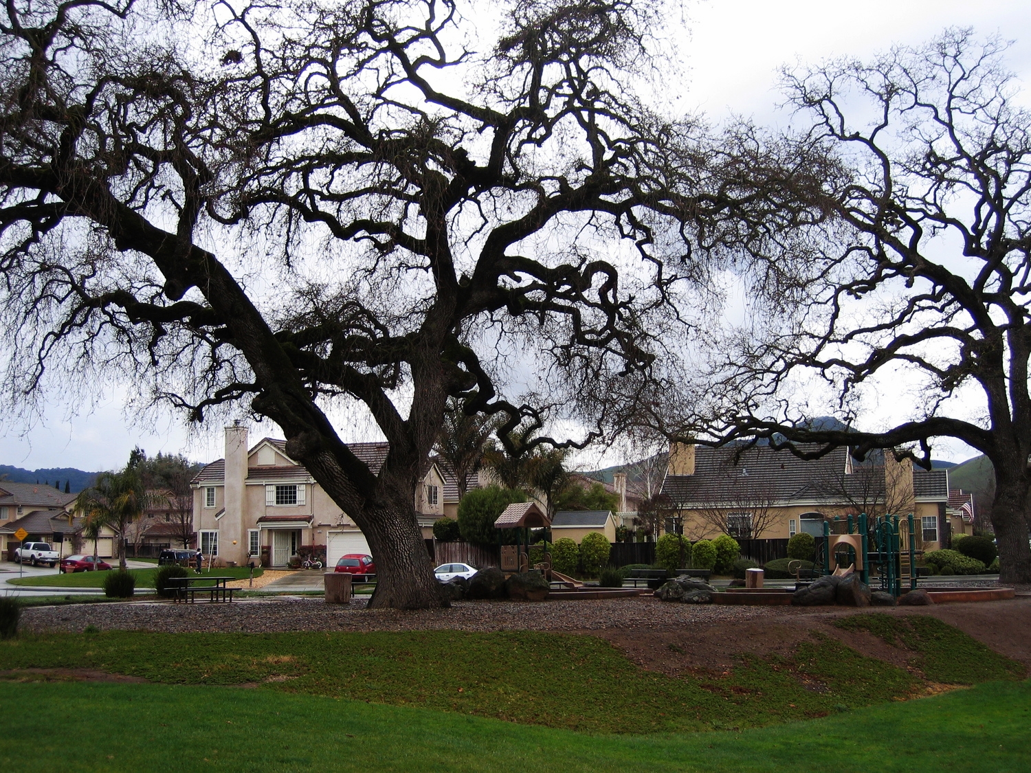  Valley Oaks persist&nbsp;and remain resilient to development and other stressors. SFEI proposes a strategy to "re-oak" the&nbsp;landscape in Napa. 