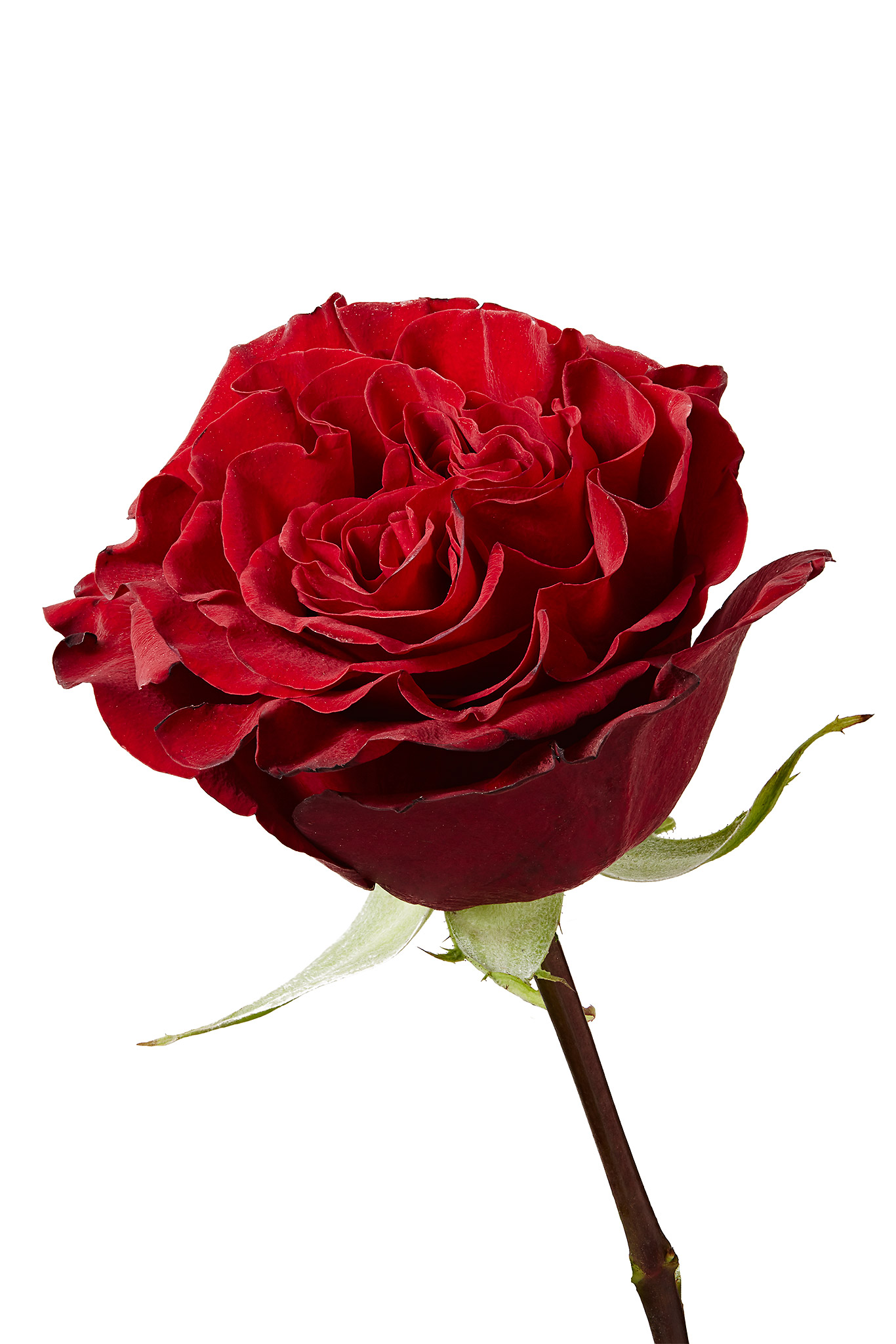 RED-ROSE-1.jpg