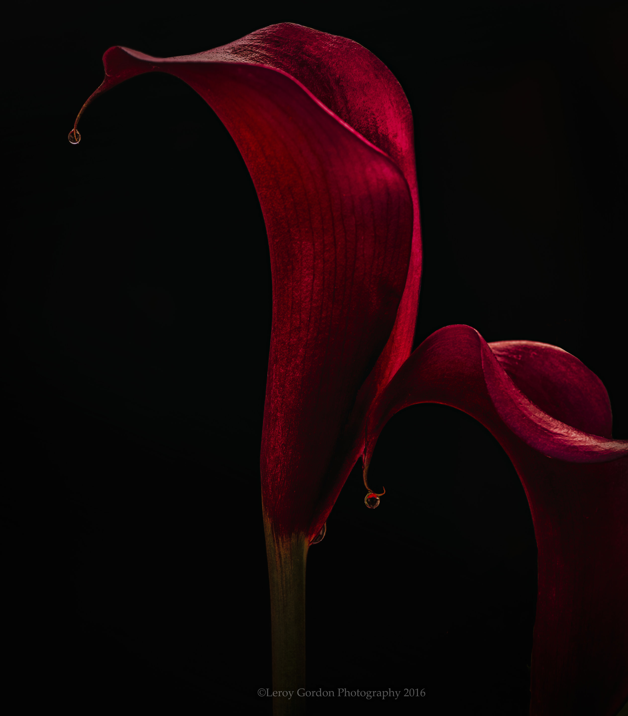 Red Calla Lily 6234-.JPG
