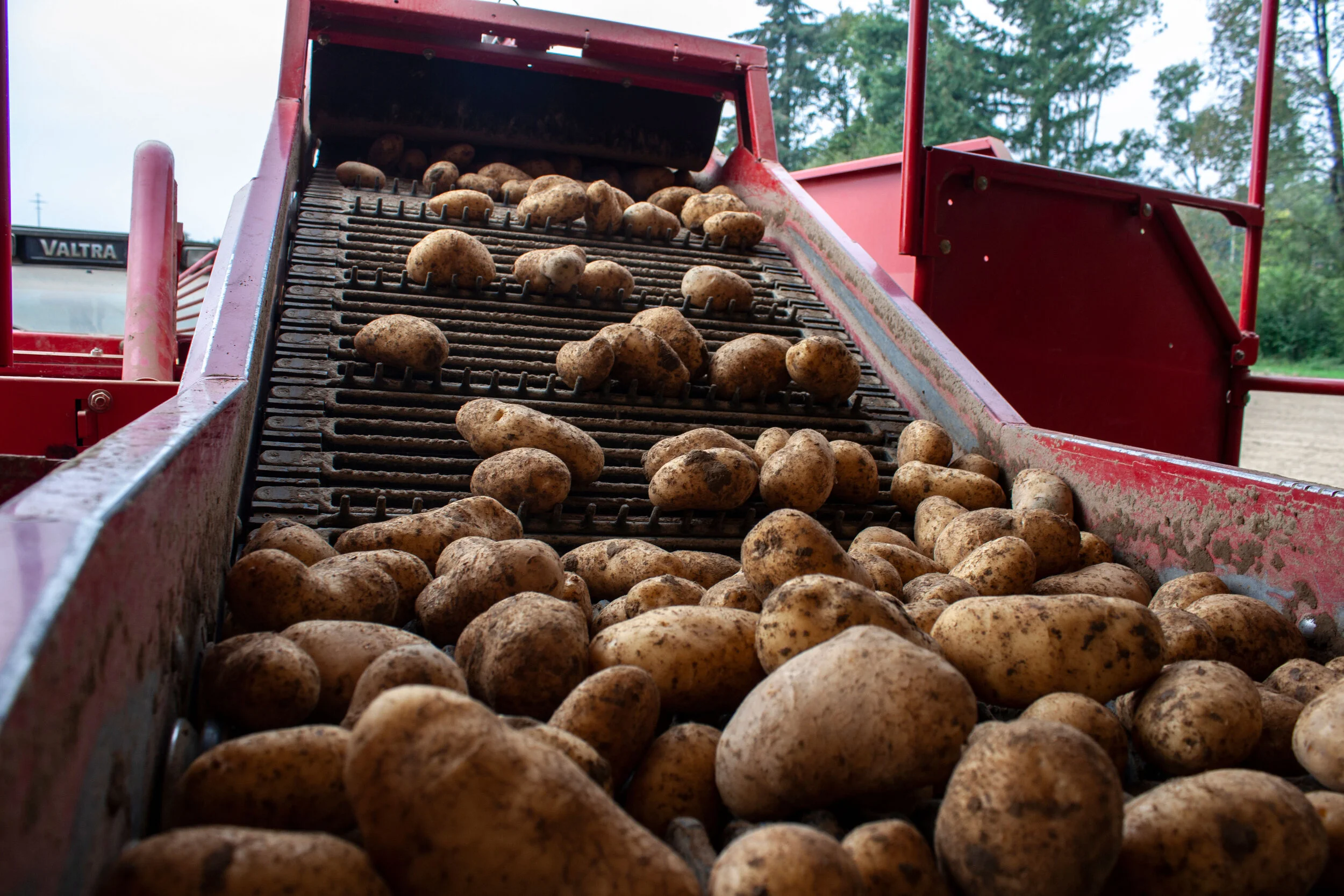Update vom Feld: Kartoffelernte