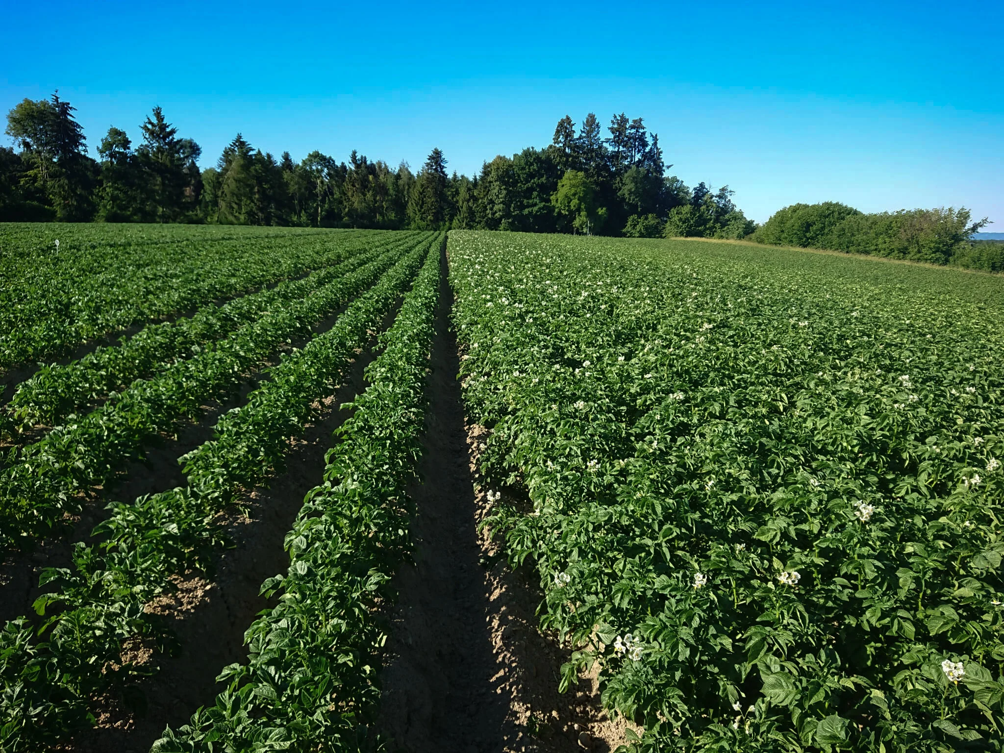 Update vom Feld: Kartoffeln