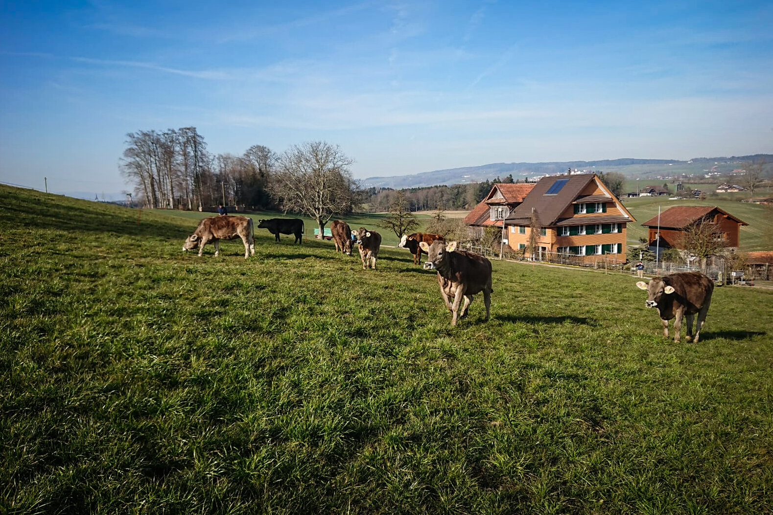 Weiden von Frühling bis Herbst...