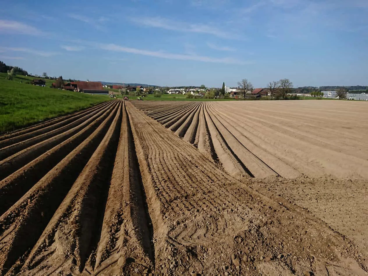 Update vom Feld: Die Kartoffeln sind gepflanzt