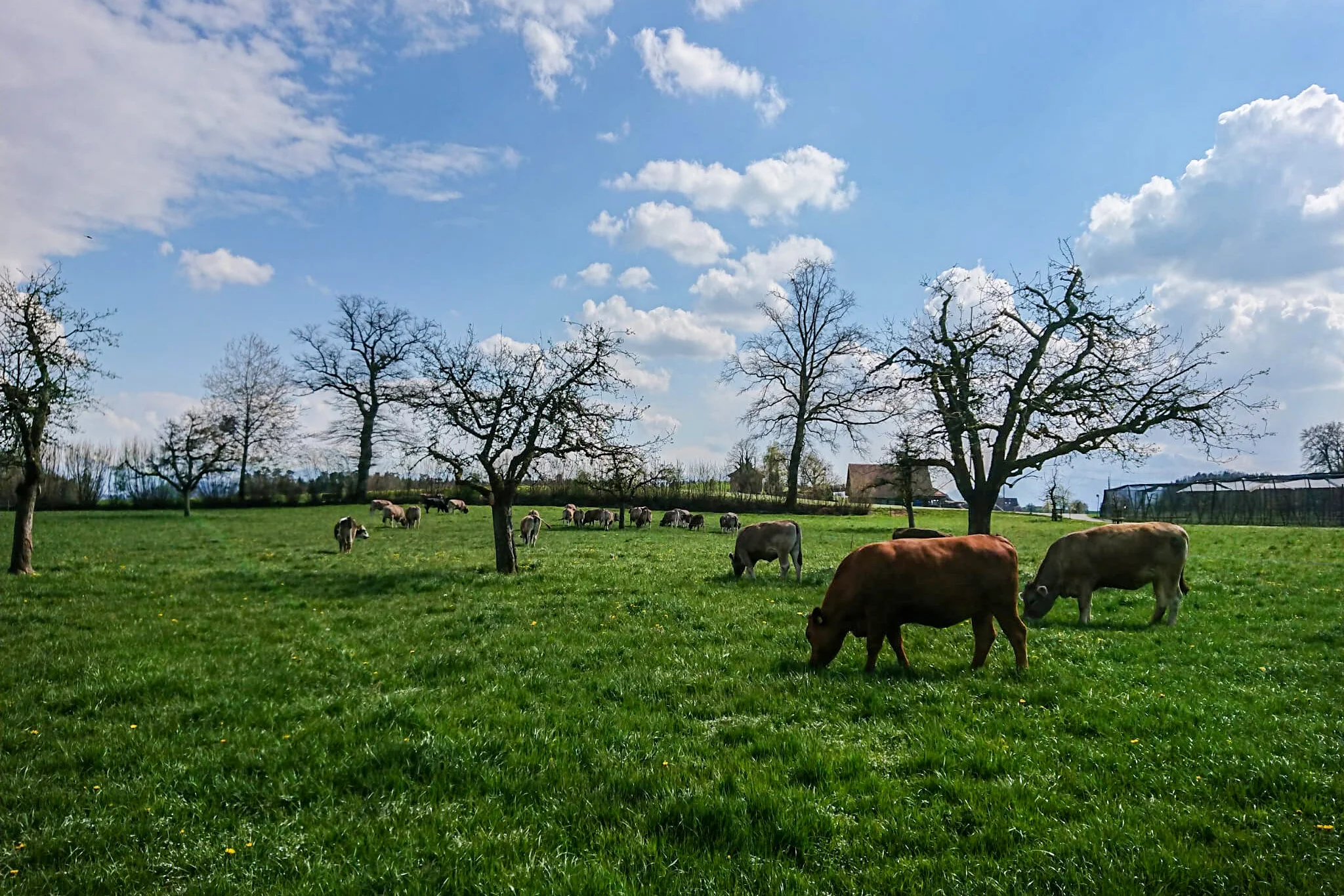 Fleisch-Verkaufstag: Samstag, 15. Mai 2021