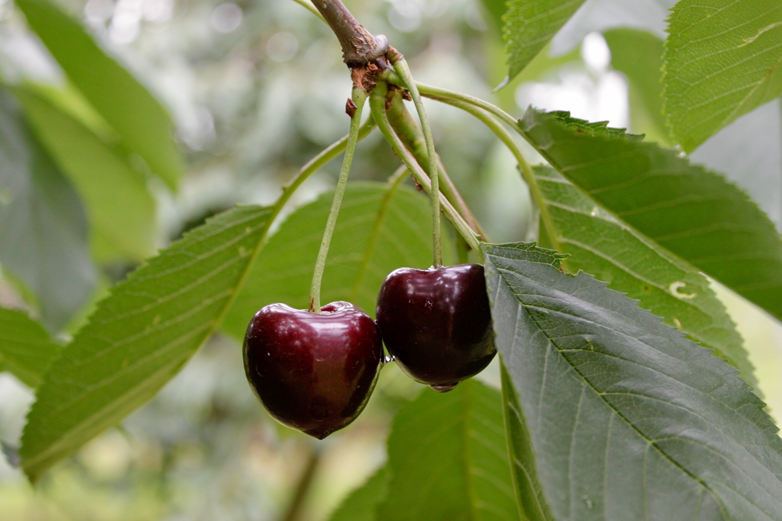 Jetzt sind die Kirschen reif