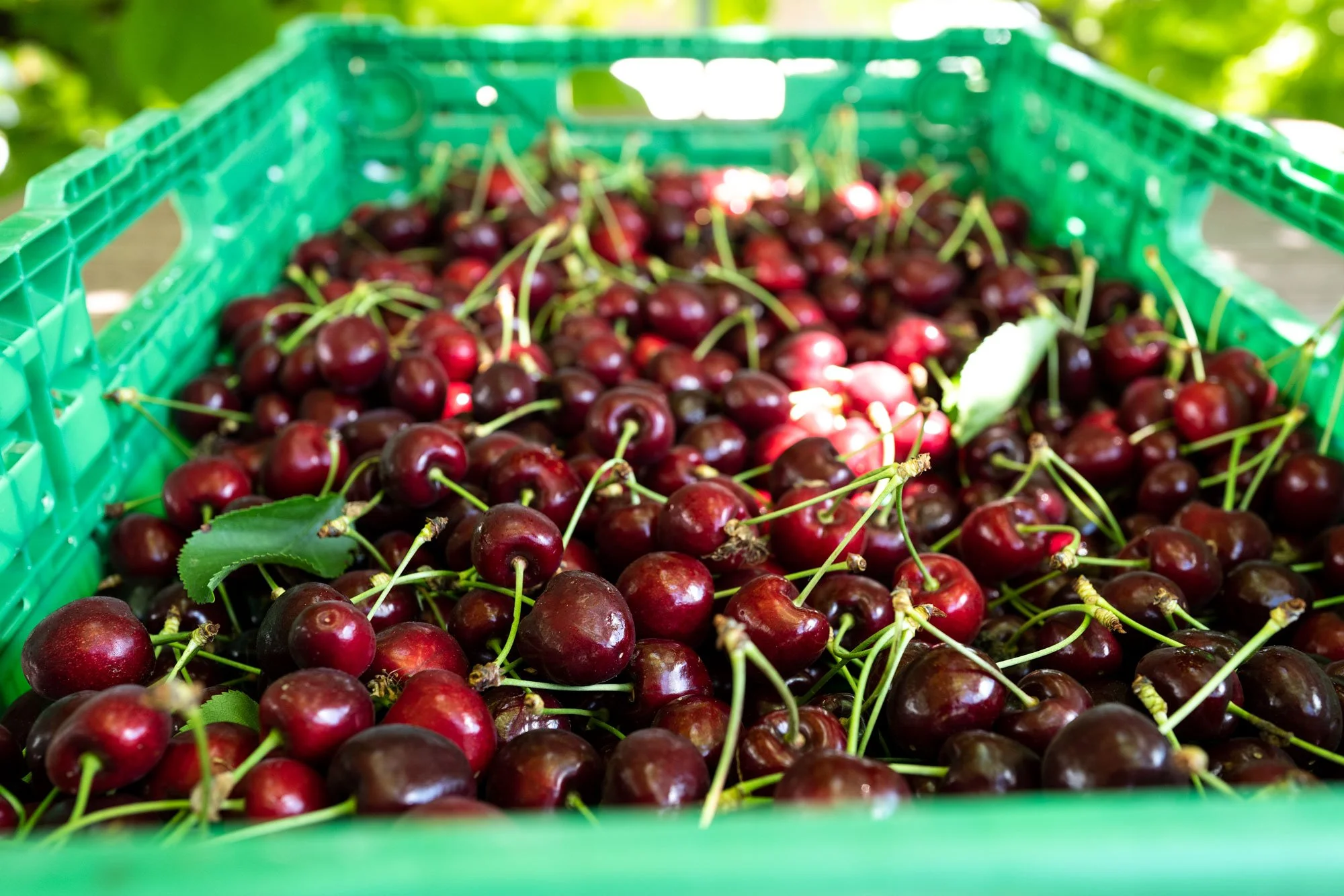 Kirschen für Konfitüre