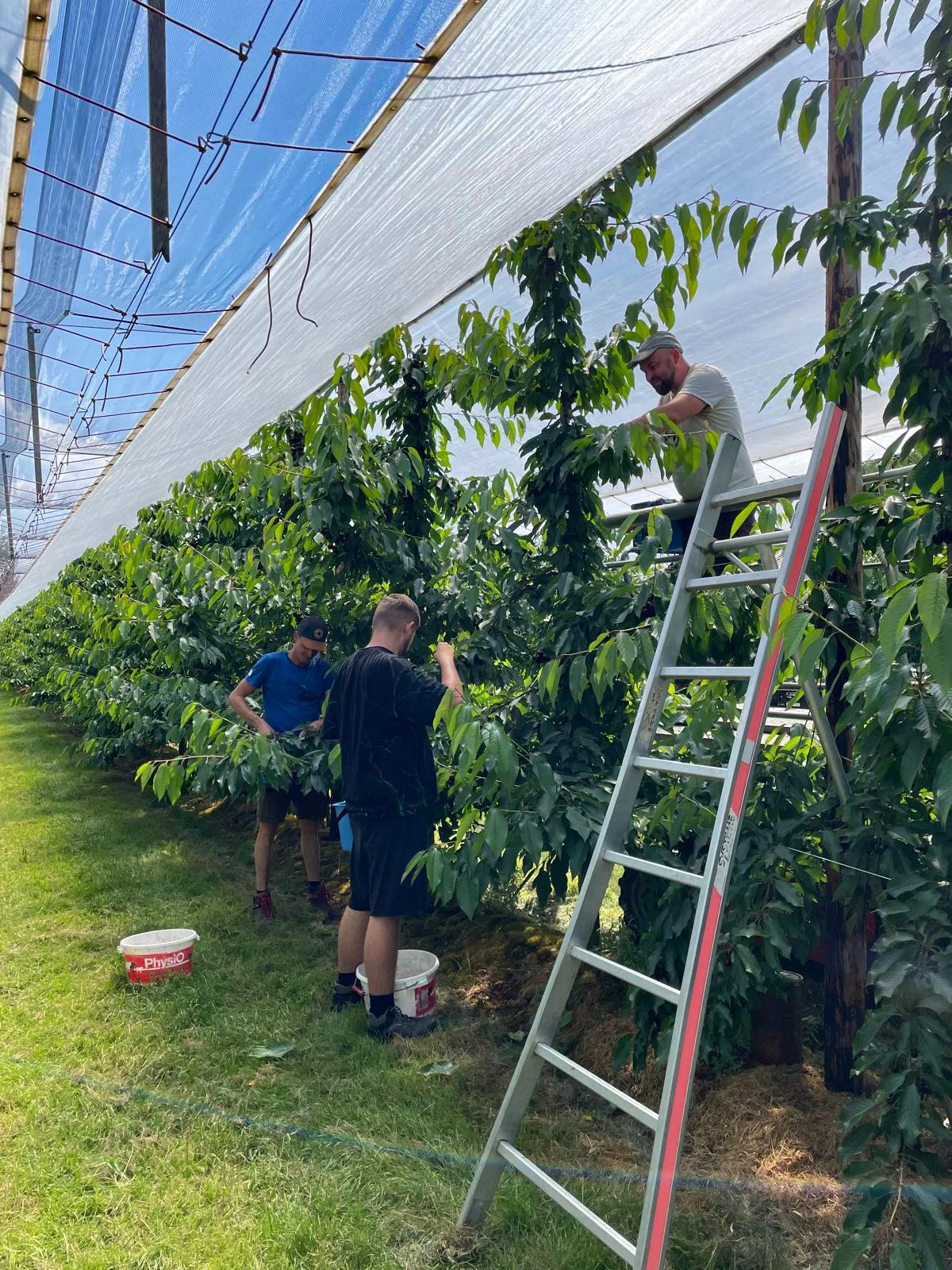 Impressionen der Kirschenernte